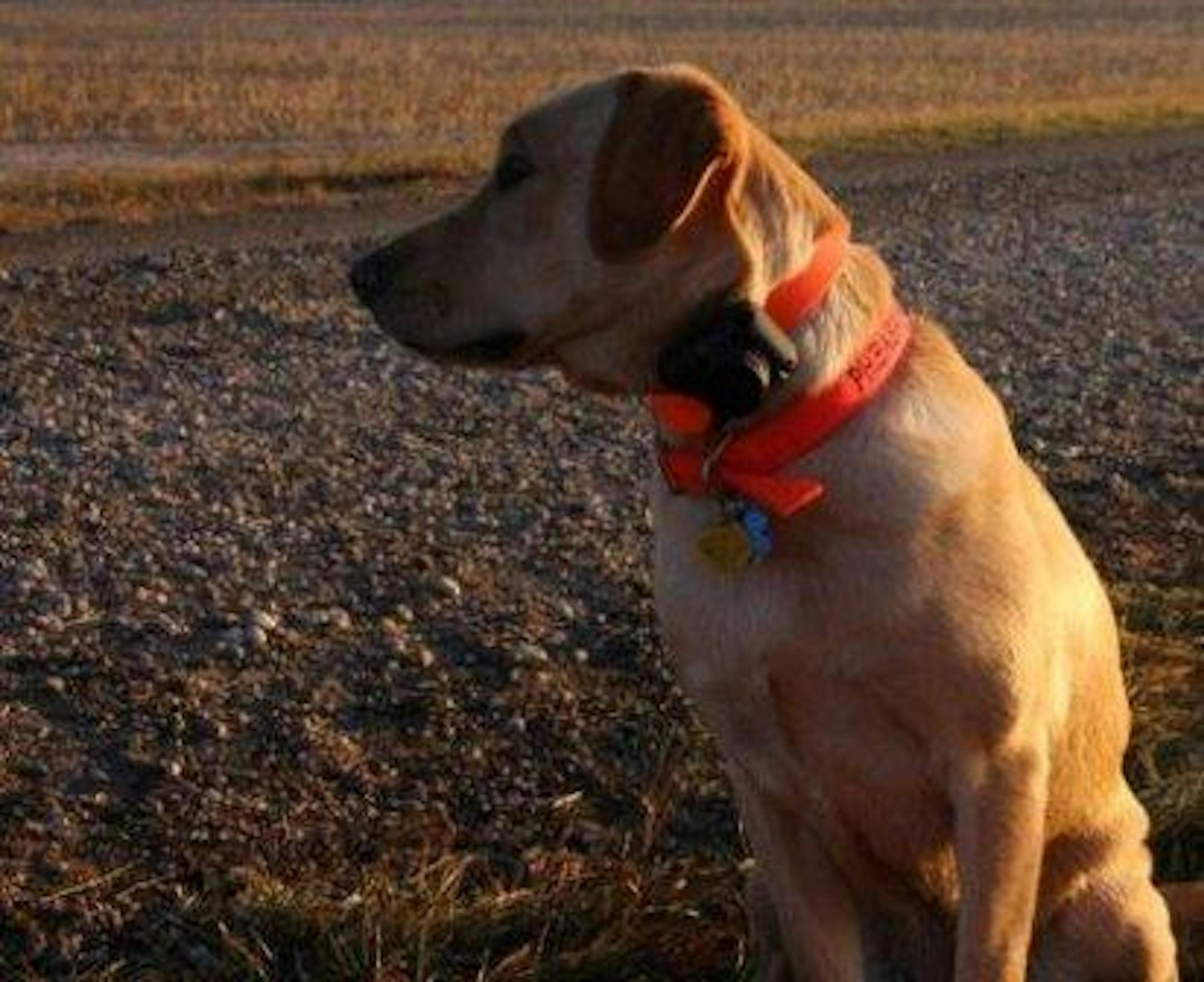 Seeing the dog you helped train bring a smile to someone's face can be a very rewarding experience.