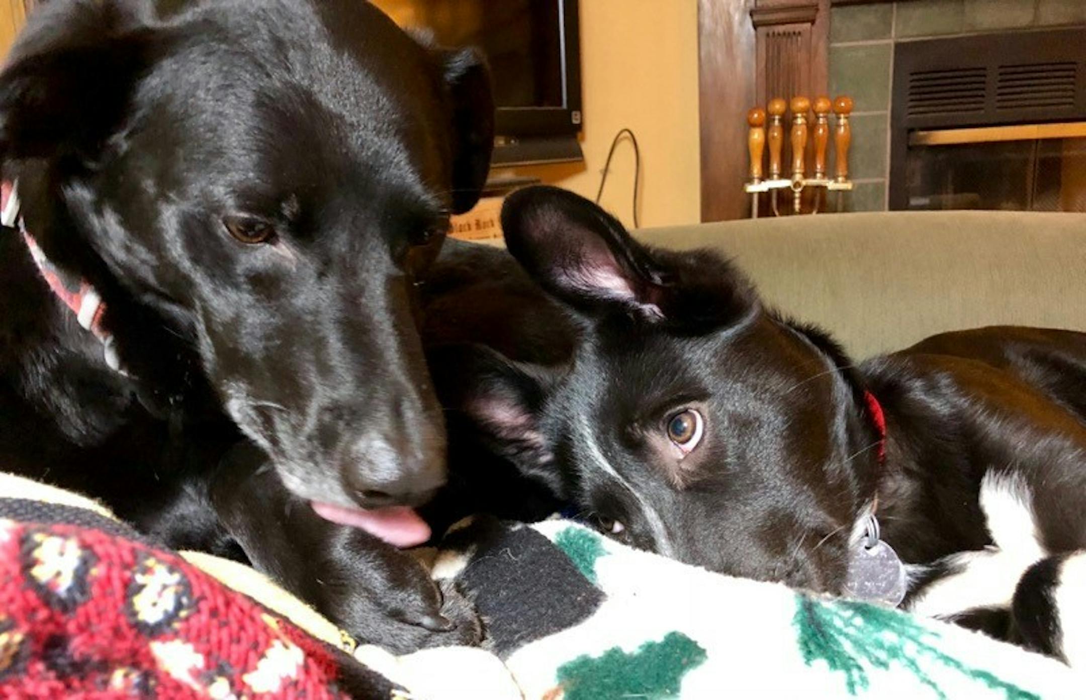 Angus likes to keep Rosie under close surveillance.