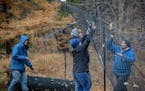 Bruce Granberg, cq, from left, Ryan Below, Erin Buchholz, and Darwin Pellett, cq, right, put up fencing at the Minnesota Landscape Arboretum, Tuesday,