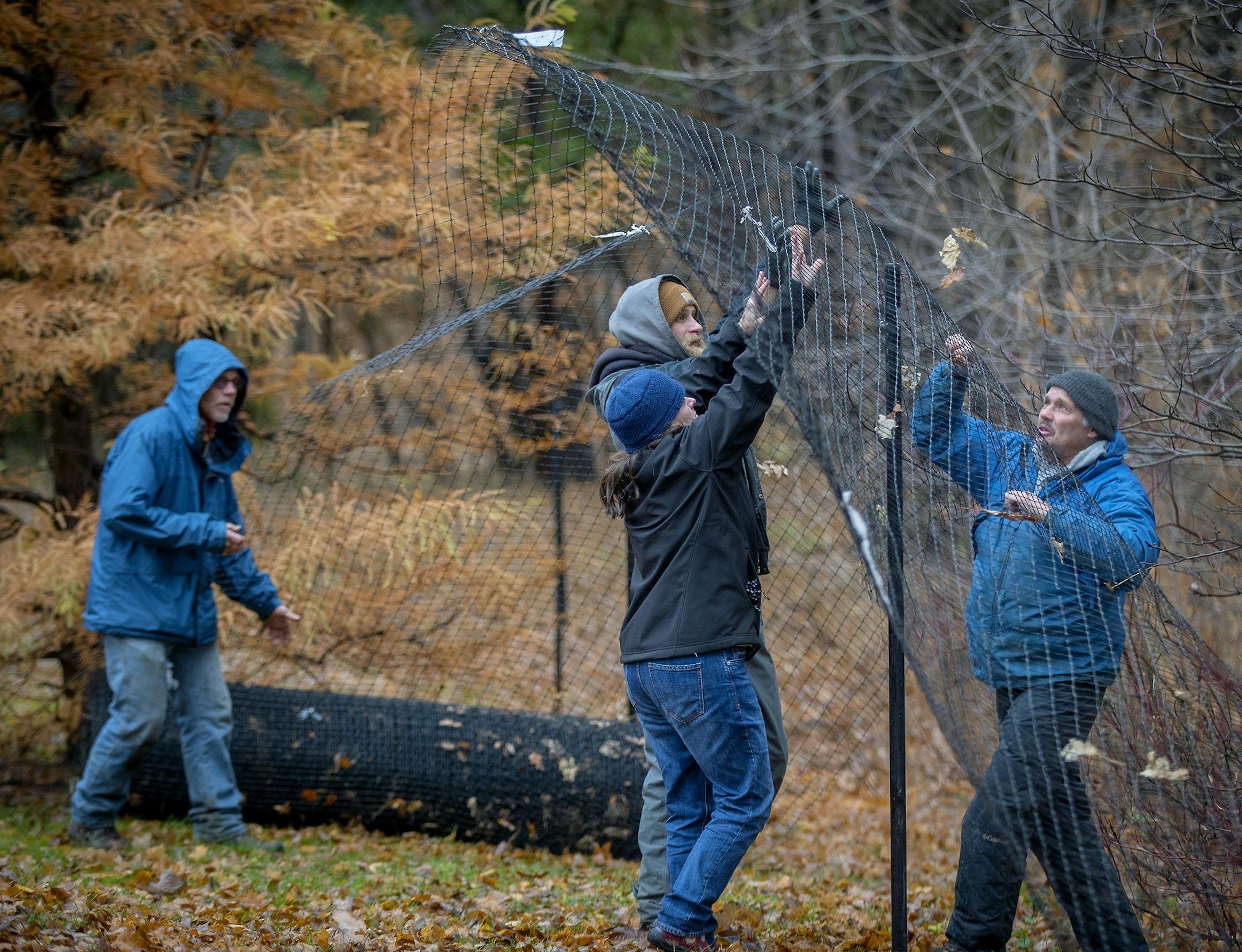 Bruce Granberg, cq, from left, Ryan Below, Erin Buchholz, and Darwin Pellett, cq, right, put up fencing at the Minnesota Landscape Arboretum, Tuesday, November 6, 2018 in Chaska, MN. The Arboretum is adding deer fencing and taking other steps to keep pests at bay at the state's largest and most varied garden. This year, nearly one-quarter of tulips were gobbled by local deer. ] ELIZABETH FLORES ï liz.flores@startribune.com