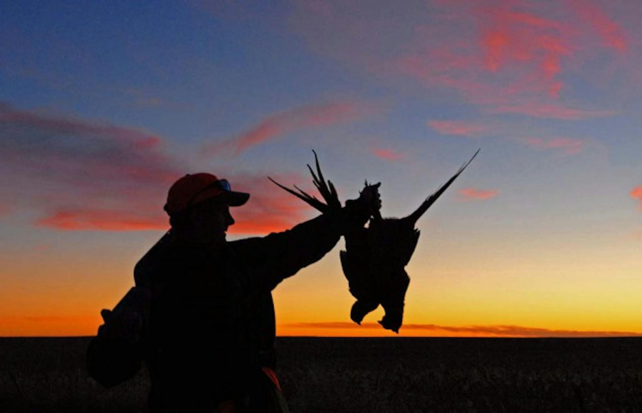 The prospect of ending a day's outing with a three-bird limit of rooster pheasants has kept tens of thousands of non-resident hunters returning to South Dakota each fall. But with a conversion of  conservation acres and grasslands to row crops, the heyday of the state's ringneck hunting may be past.
