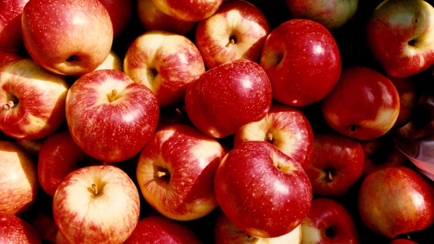 September 21, 1994 It's apple pickin 'time .. This is at the Pine Tree Orchard in White Bear Lake.. owned and run by the Jacobson family.. mom, dad, and 6 kids. They started in 1950.. now have 150 acres of apple trees in this orchard. Today they were picking Lakeland apples. About 70-75 per cent of the apples are sold in whole form.. the fruit as we know it... the rest are make into various products like pies.. apple bars .. caramel apples ...apple cider.. etc. Lakeland apples by the box.. Septe