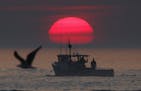 In this Monday, Aug. 17, 2015, photo, a lobster boat heads out to sea at sunrise, off Kennebunkport, Maine. Fishermen in northern New England have bee
