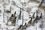 State conservation officials on Thursday will begin detailing their strategy for expanding the range and size of Minnesota's elk population, estimated