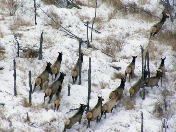 State conservation officials on Thursday will begin detailing their strategy for expanding the range and size of Minnesota's elk population, estimated