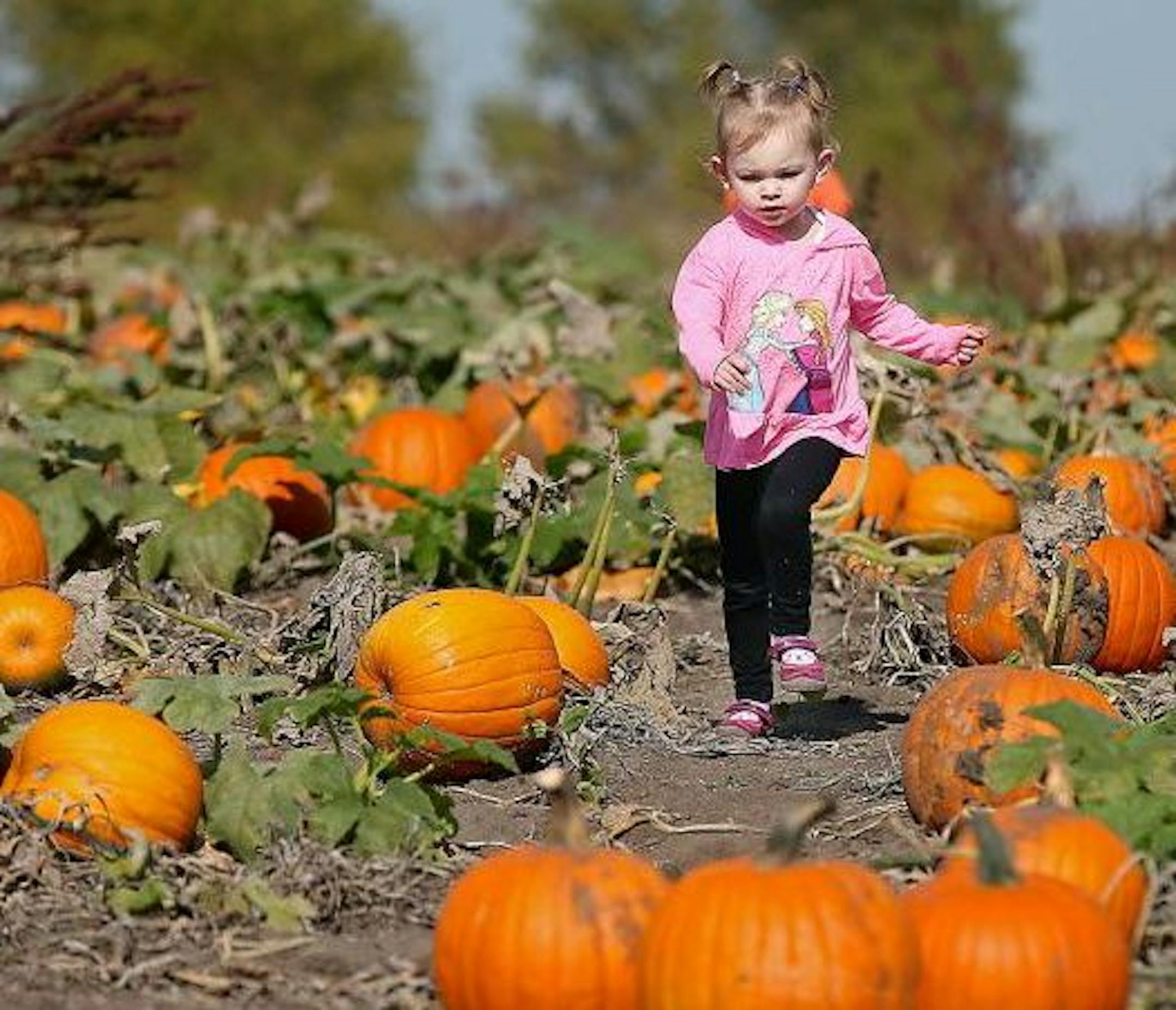 Lillian Deweerd, then 2, visited Sever's Pumpkin Patch in Chaska last fall.