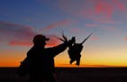 A South Dakota pheasant hunt.