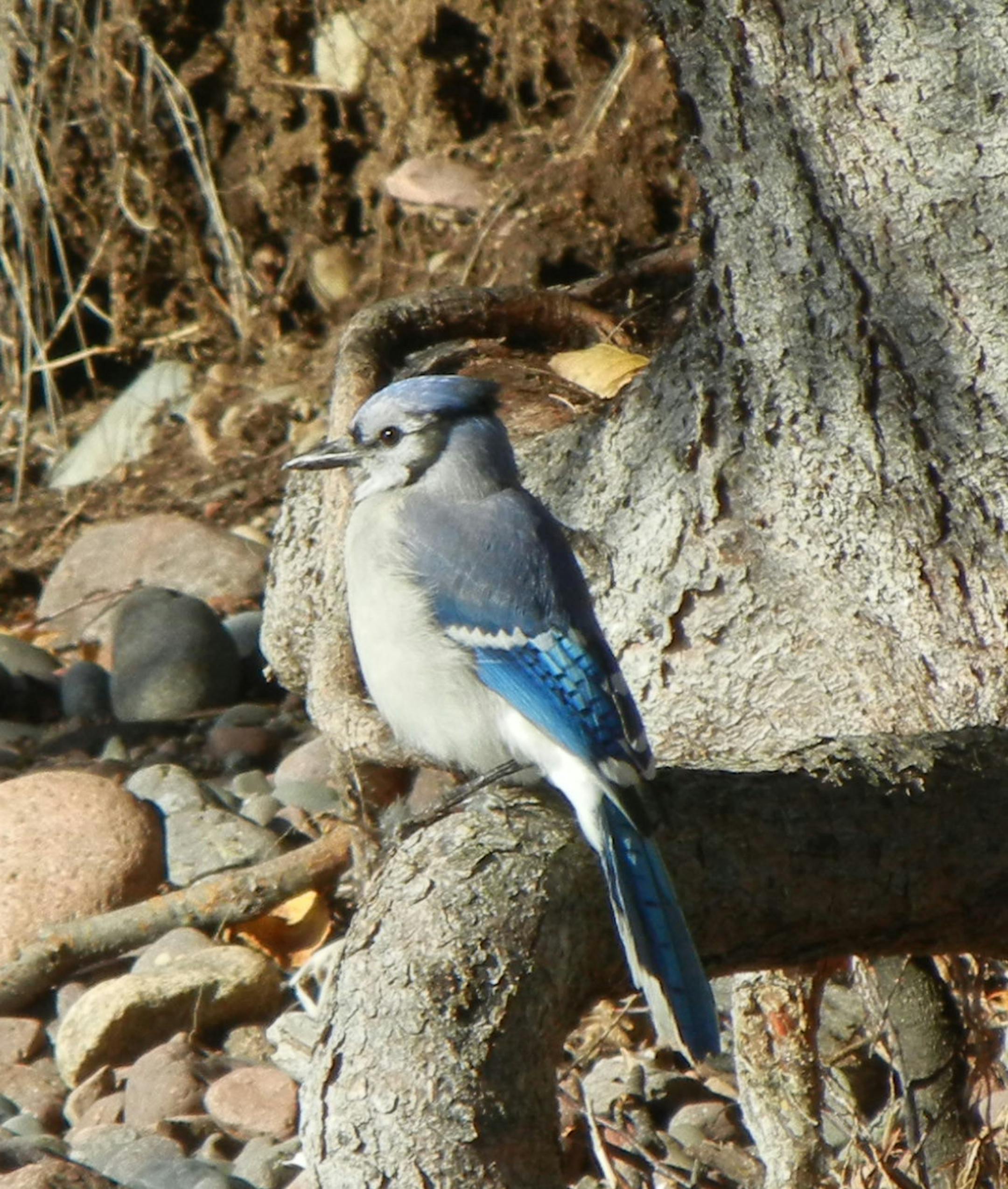 A blue jay minded his own business on a Lake Superior beach. Photo by Sue Campbell * Star Tribune