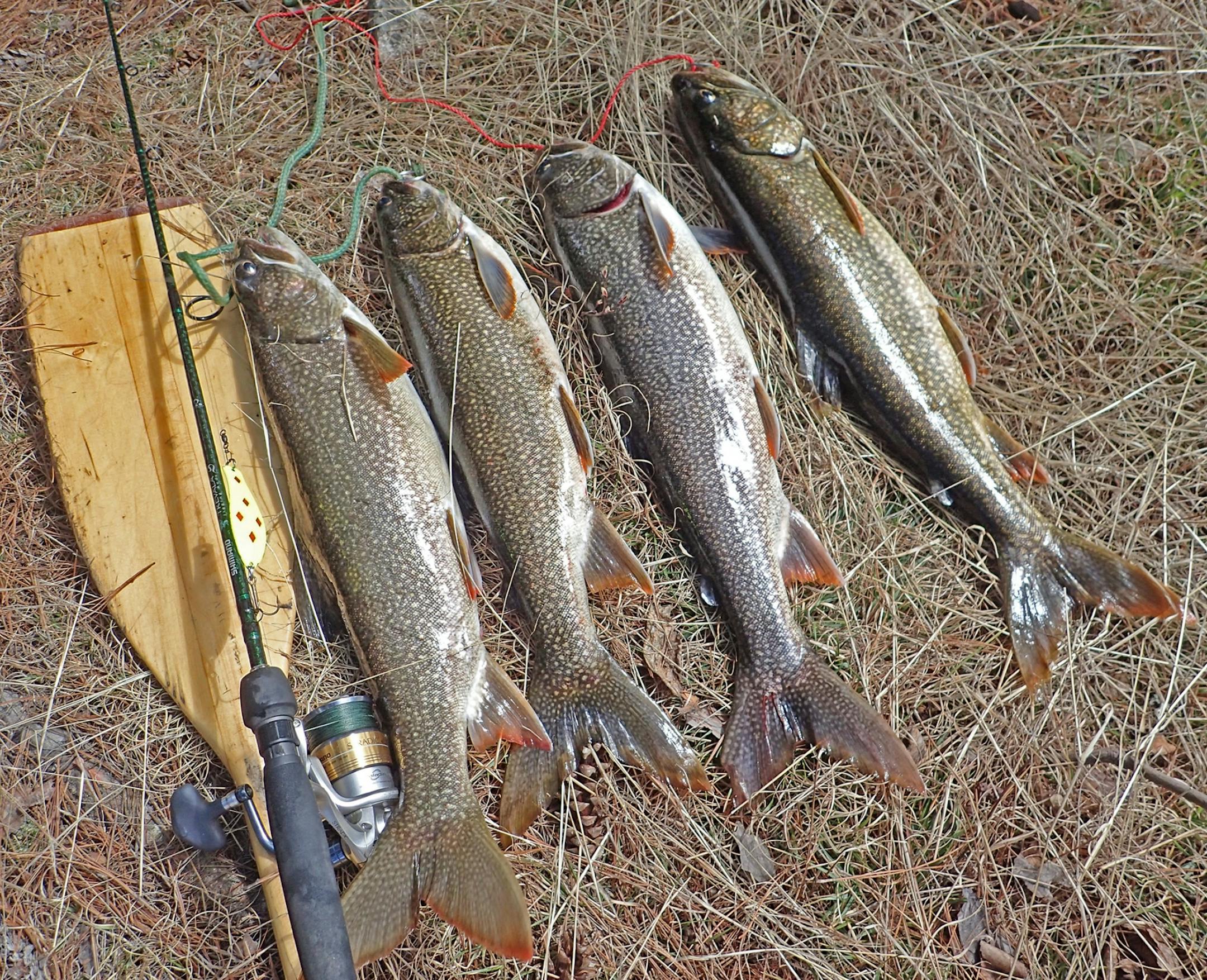 Dandy trout on a bed of pine needles, the fruit of a day's fishing in Quetico Provincial Park just after the ice went out in late April.