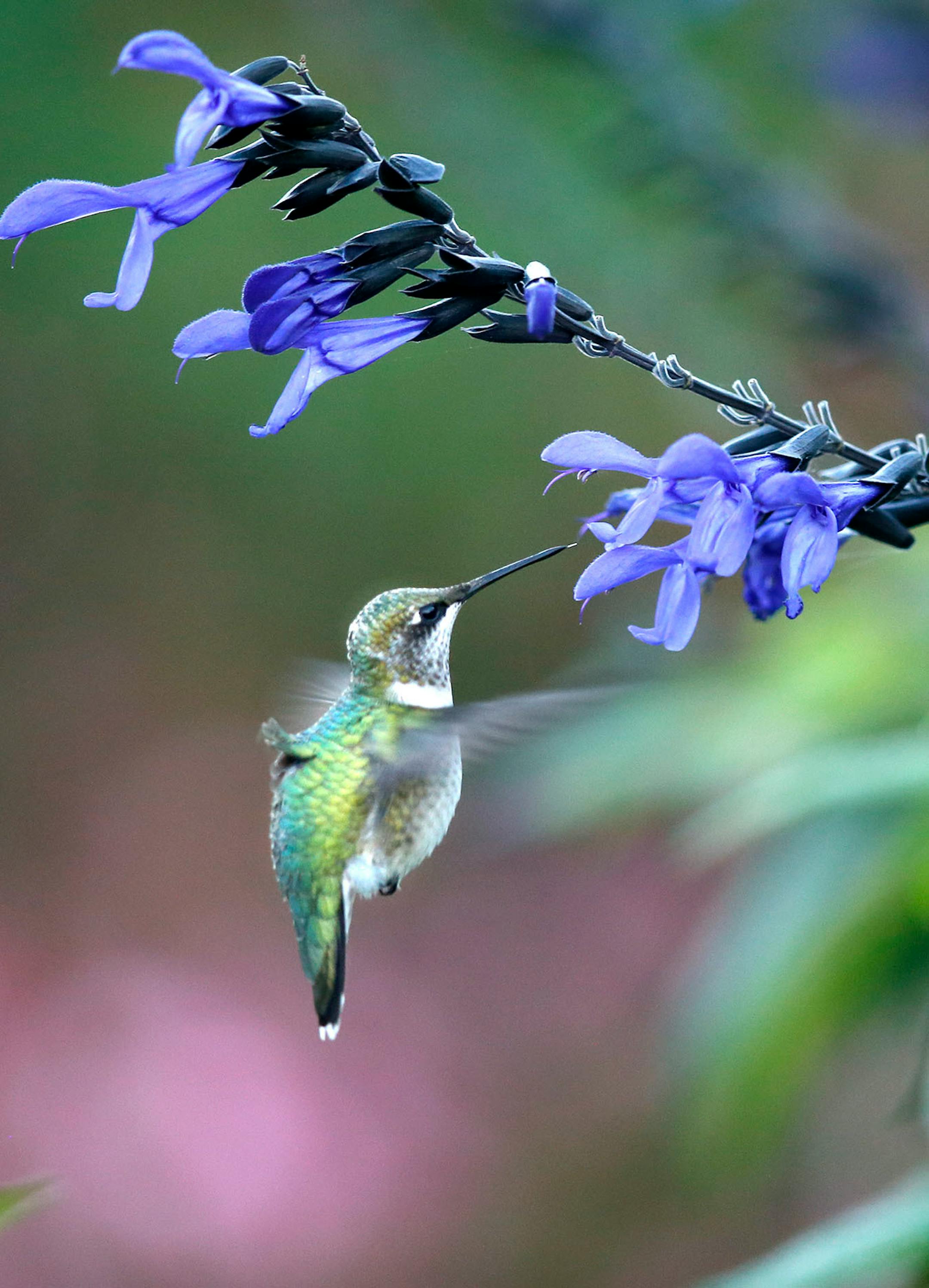Longfellow Gardens, with its varied perennials and annuals attract Hummingbird. By Regina Marie Williams. for the Focus page done by Nicole Hvidsten.