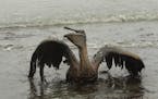 FILE - In this Thursday, June 3, 2010 file picture, a Brown Pelican tries to raise its wings as it sits on the beach at East Grand Terre Island along 