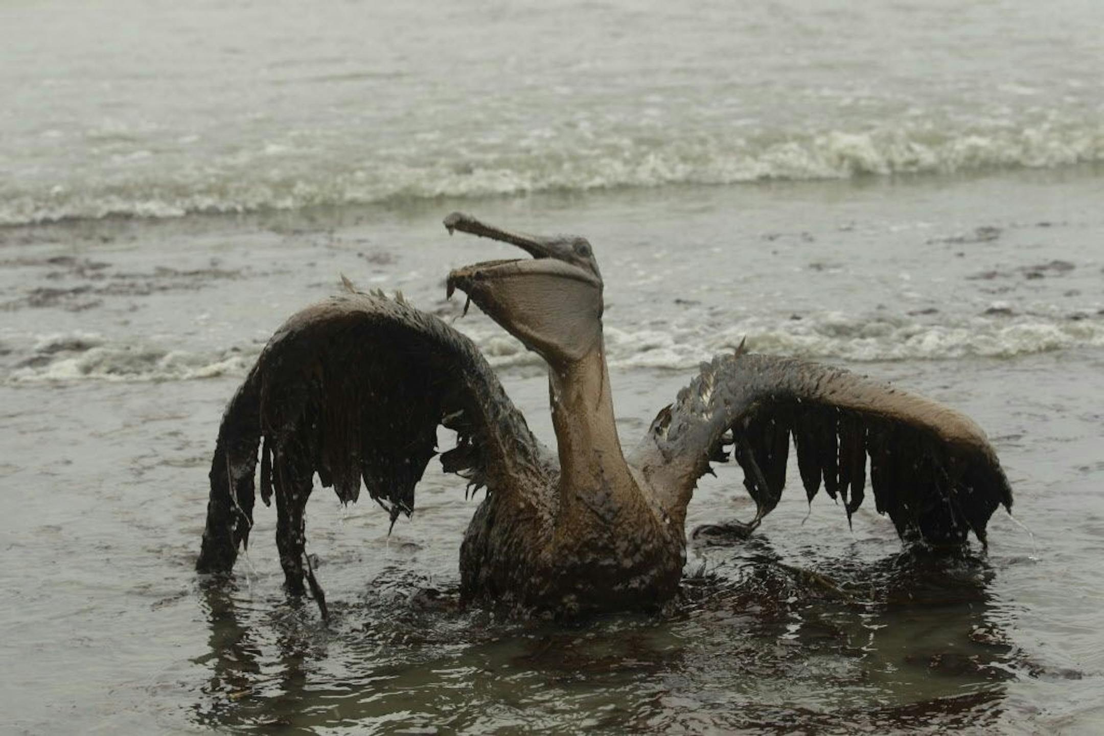 FILE - In this Thursday, June 3, 2010 file picture, a Brown Pelican tries to raise its wings as it sits on the beach at East Grand Terre Island along the Louisiana coast after being drenched in oil from the BP Deepwater Horizon oil spill.