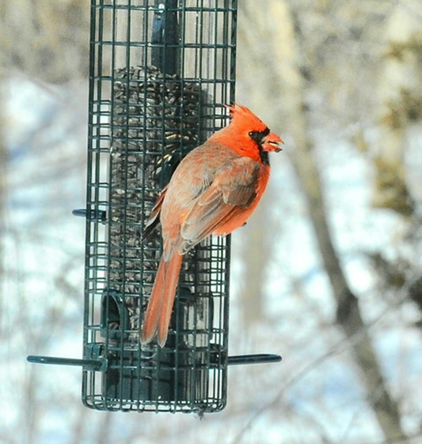 A Northern cardinal perches at a cylindrical feeder filled with sunflowers.