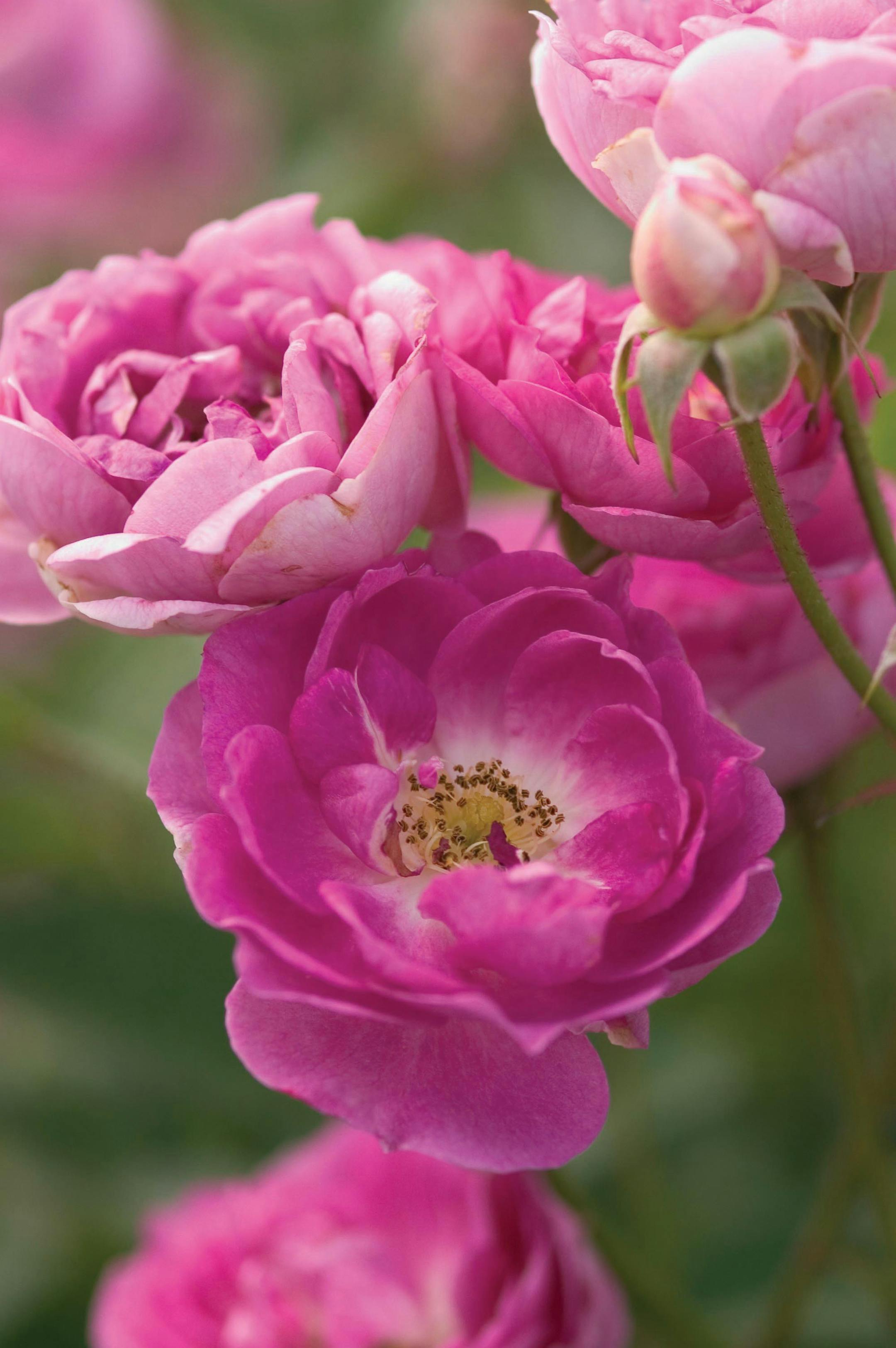 Rosa Sven Northern Accents