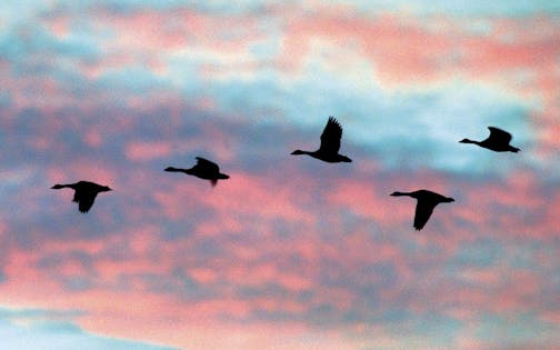 Canada geese take wing Friday, Nov. 27, 1998, at Goose Pond Sanctuary in Columbia County, Wis. The migrating waterfowl, which have been at the Madison Audubon Society pond for about five weeks, stay until the water freezes. The geese then fly eight hours to their winter home in southern Illinois.