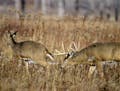 During the whitetail rut, which peaks in Minnesota within a few days of Nov. 10, bucks roam far and wide looking for does ready to breed.