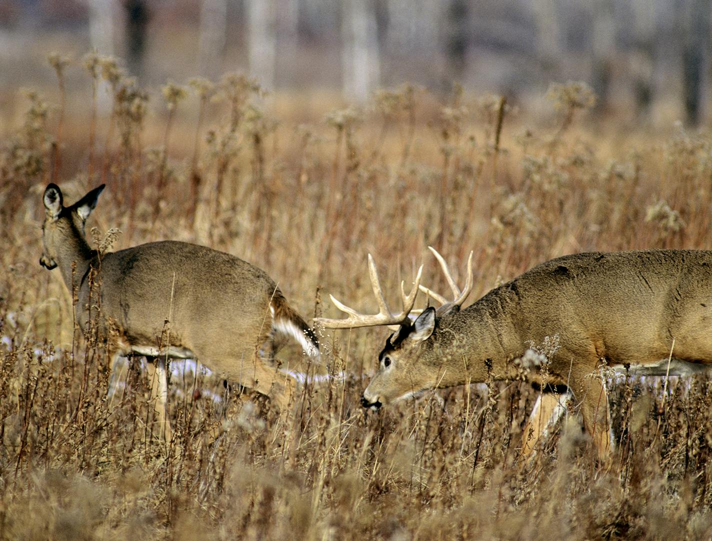 During the whitetail rut, which peaks in Minnesota within a few days of Nov. 10, bucks roam far and wide looking for does ready to breed.