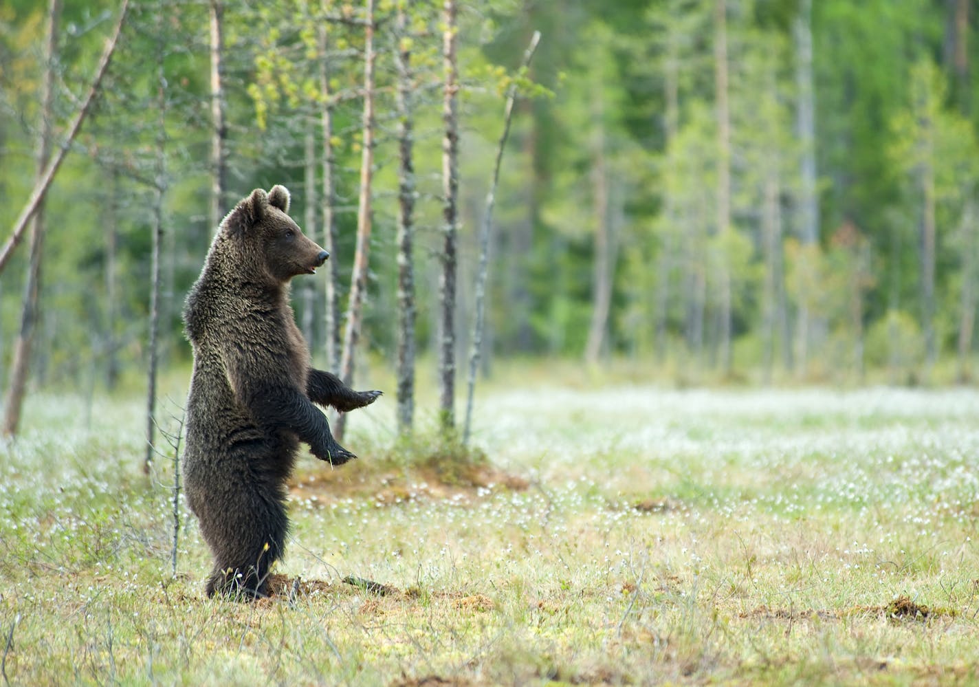 An young Eurasian Brown Bear (ursus arctos arctos) is standing upright in a swamp area in springtime. Bears are standing upright when they are alarmed or try to figure out if other bears or other objects are coming closer.