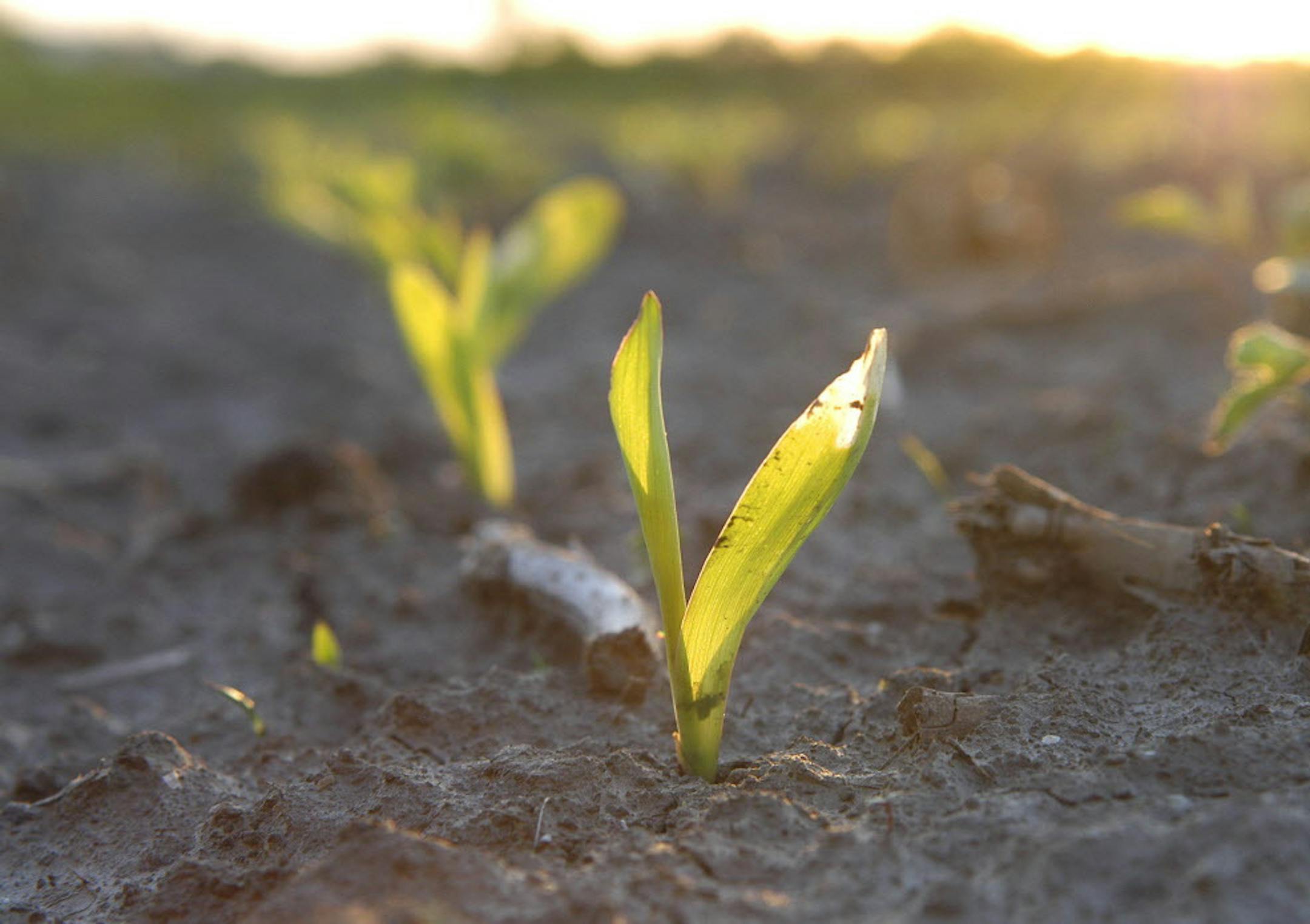 Glen Stubbe/Star Tribune Sunday, May 22, 2005 -- Preston, Minn. -- Corn seedlings sprout from a recently planted field near Preston, Minn.