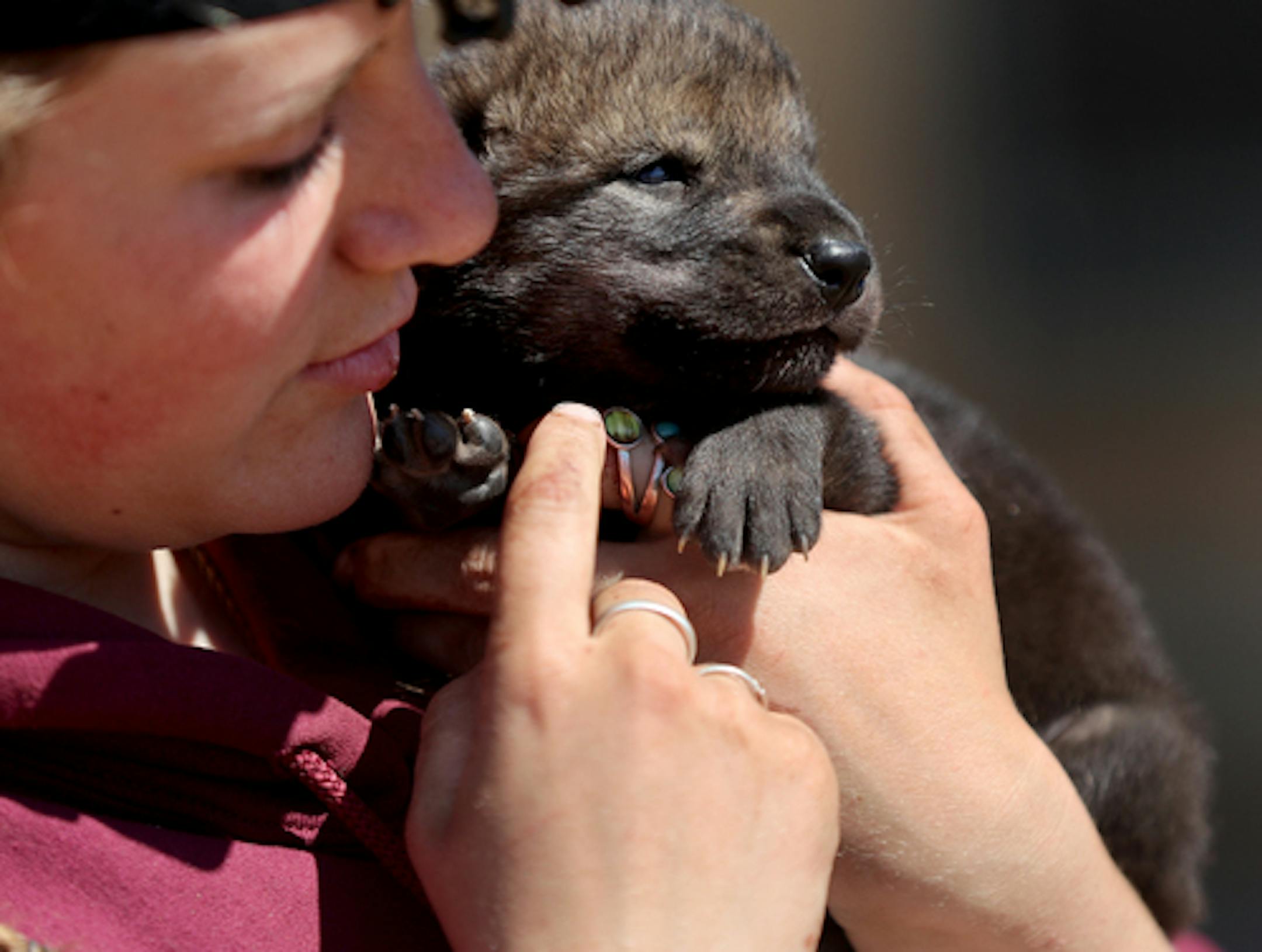 Megan Callahan-Beckel, a member of the Wildlife Science Center animal care staff, holds one of three 12-day old wolf pups that were temporarily removed from their den for socialization with humans and will be fostered by two dogs and seen Tuesday, May 12, 2020, in Stacy, MN. The pups were originally going to go to the International Wolf Center but are unable to take the pups because of the COVID-19 pandemic and now they will stay at the center.]