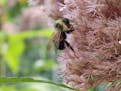 A rusty patched bumblebee on Joe Pye weed. Pictures are from Susan Damon's pollinator friendly bee garden in St. Paul, Minn., all photographed through