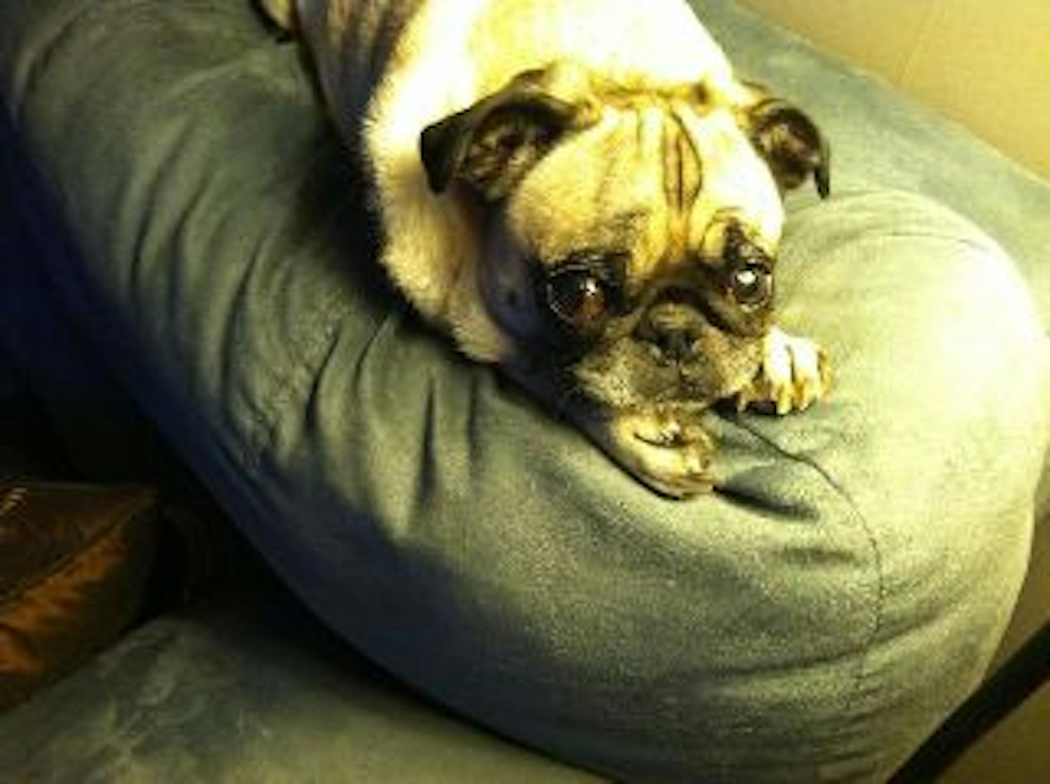 Even the pug gets spooked when Matt Capps pitches