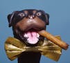 **FILE**This undated file photo originally supplied by NBC shows Triumph the Insult Comic Dog, is the first toy Rottweiler adopted into the Las Vegas 