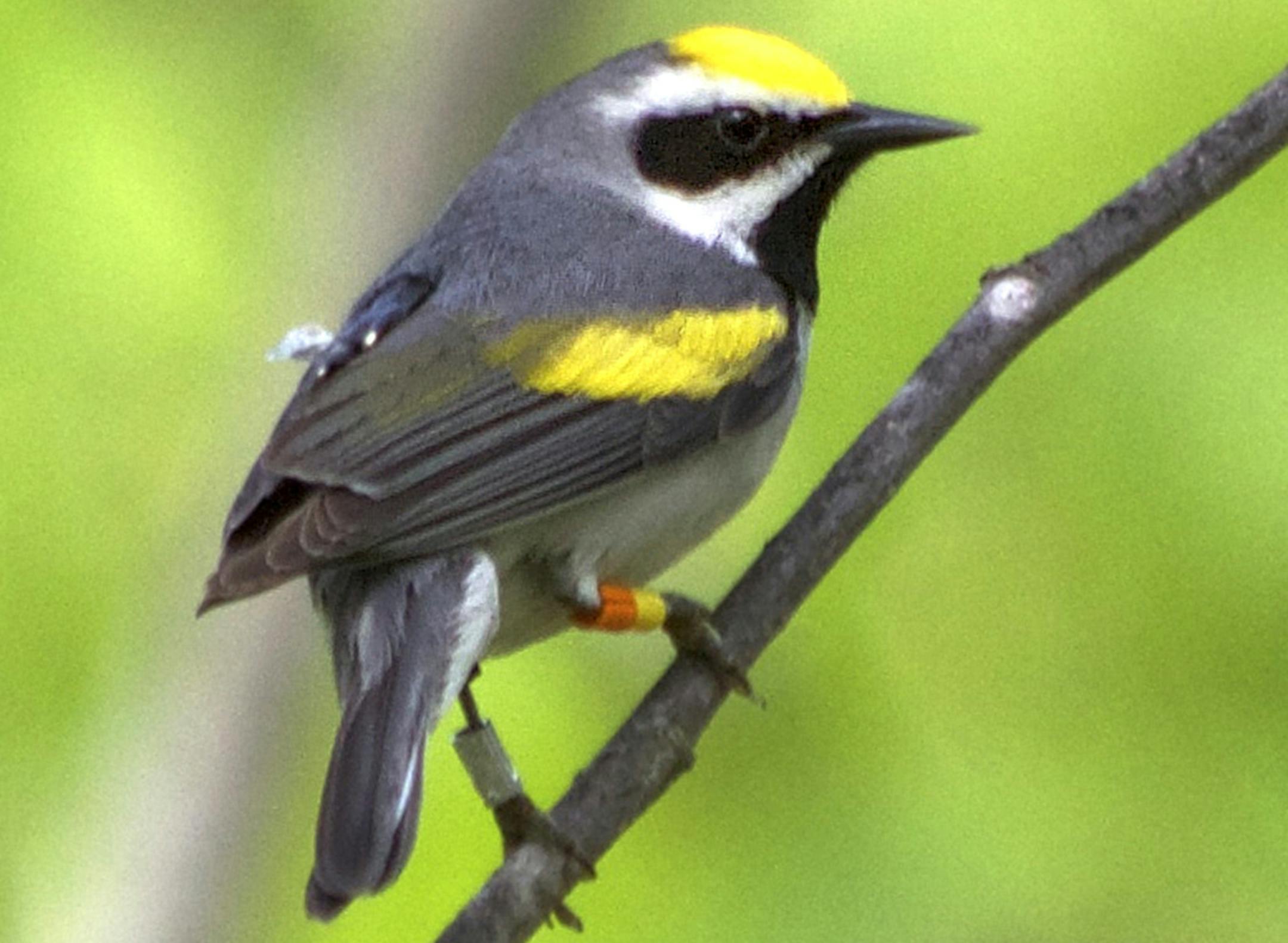 A male golden-winged warbler carrying a light-level geolocator on its back and identification bands on its legs_by Gunnar Kramer