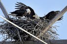 In this Tuesday, April 4, 2017, photo, a pair of bald eagles sit on a nest on top of a utility pole in Lilydale Regional Park in St. Paul, Minn. (Davi