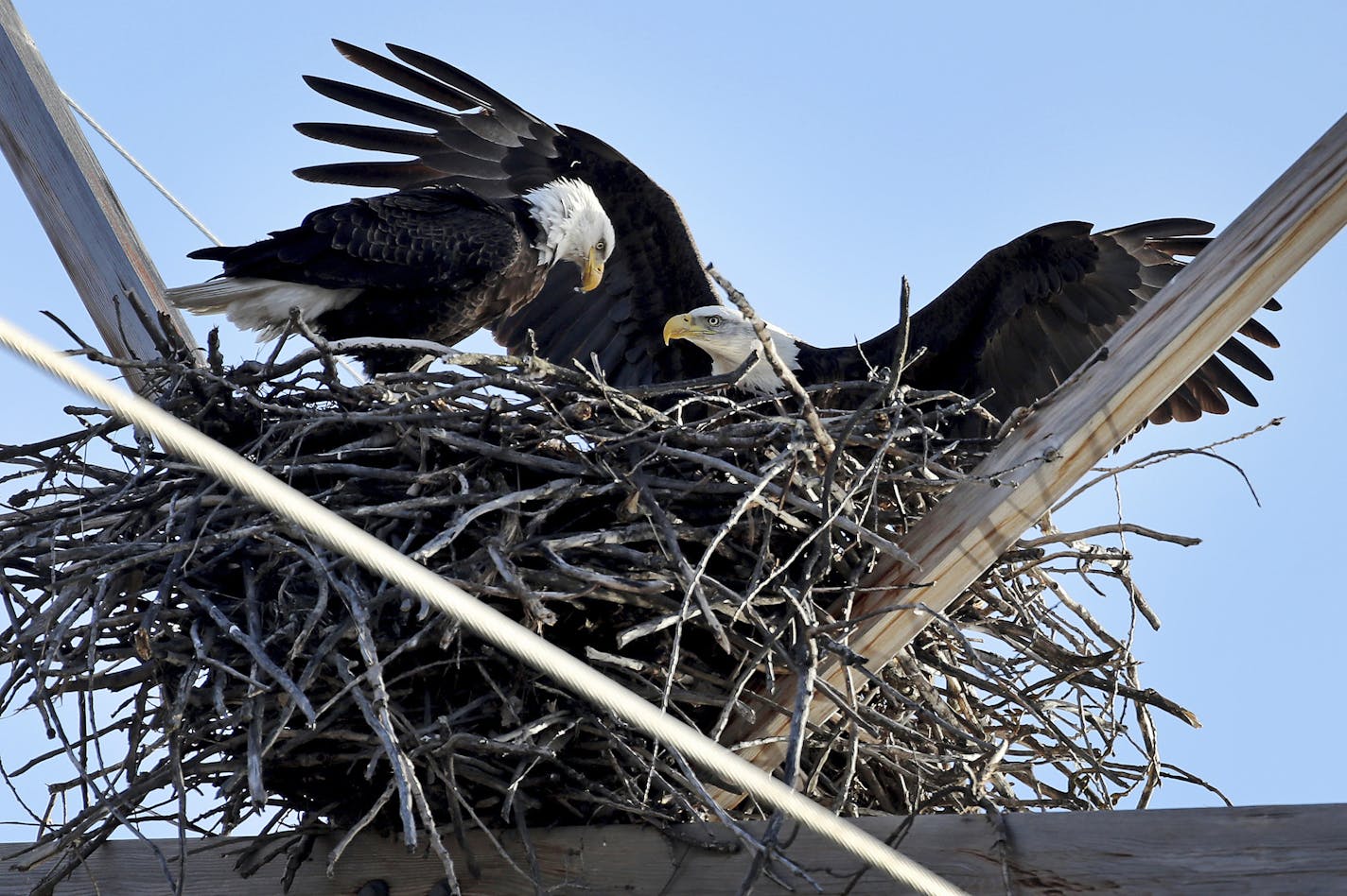 In this Tuesday, April 4, 2017, photo, a pair of bald eagles sit on a nest on top of a utility pole in Lilydale Regional Park in St. Paul, Minn. (David Joles/Star Tribune via AP)