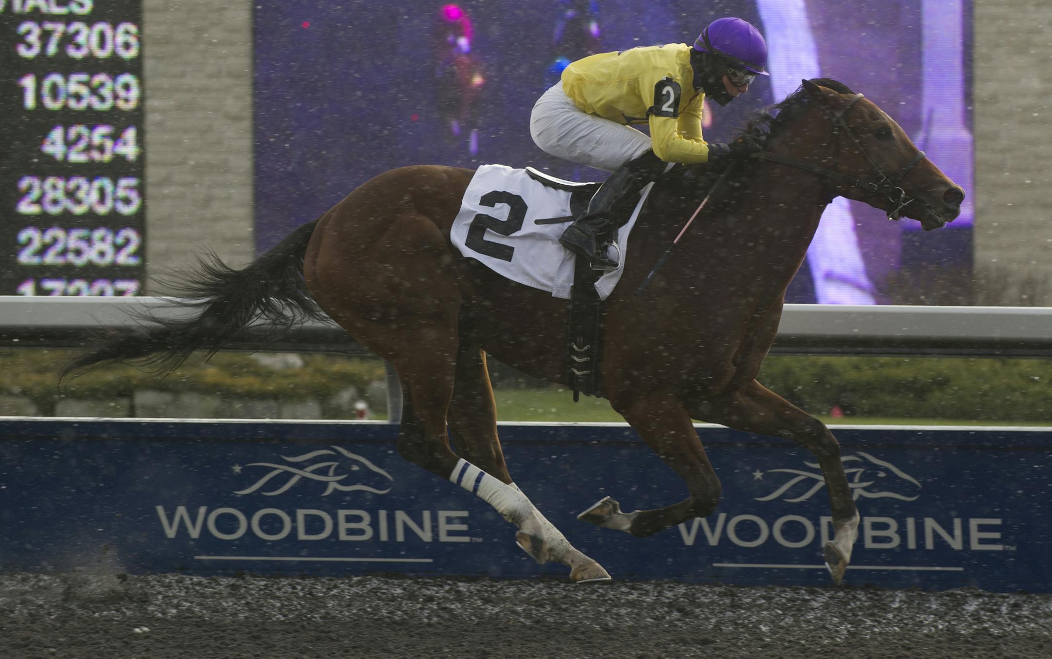 Toronto Ont.November 23, 2013.Woodbine Racetrack.R1 Parise Jockey Emma Jayne Wilson winning aboard Parise. Michael Burns Photography