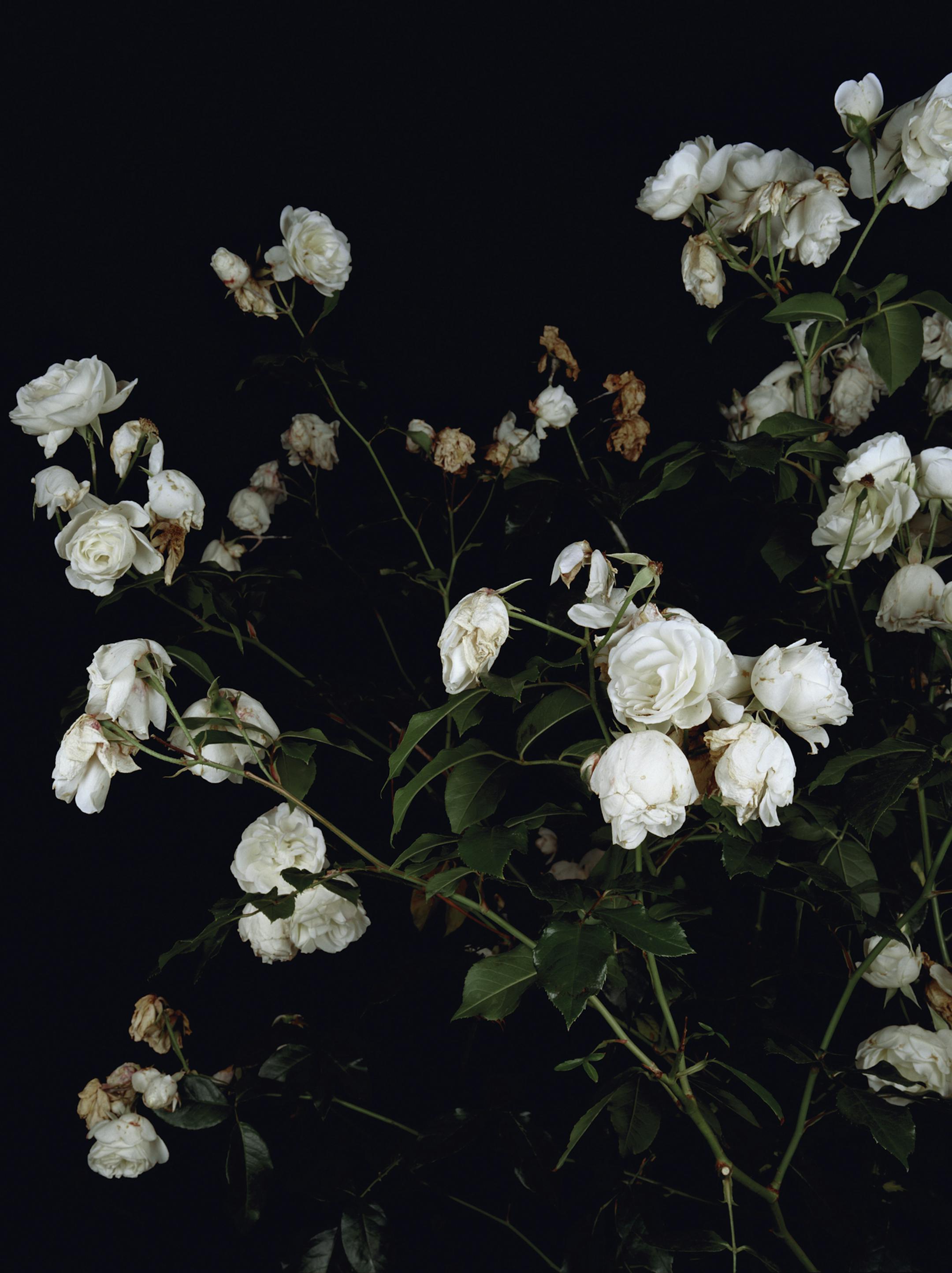 Minneapolis Institute of Arts Sarah Jones, The Rose Gardens (display: III/white) (II) and (III), 2008; this is the left panel of a two-panel piece.