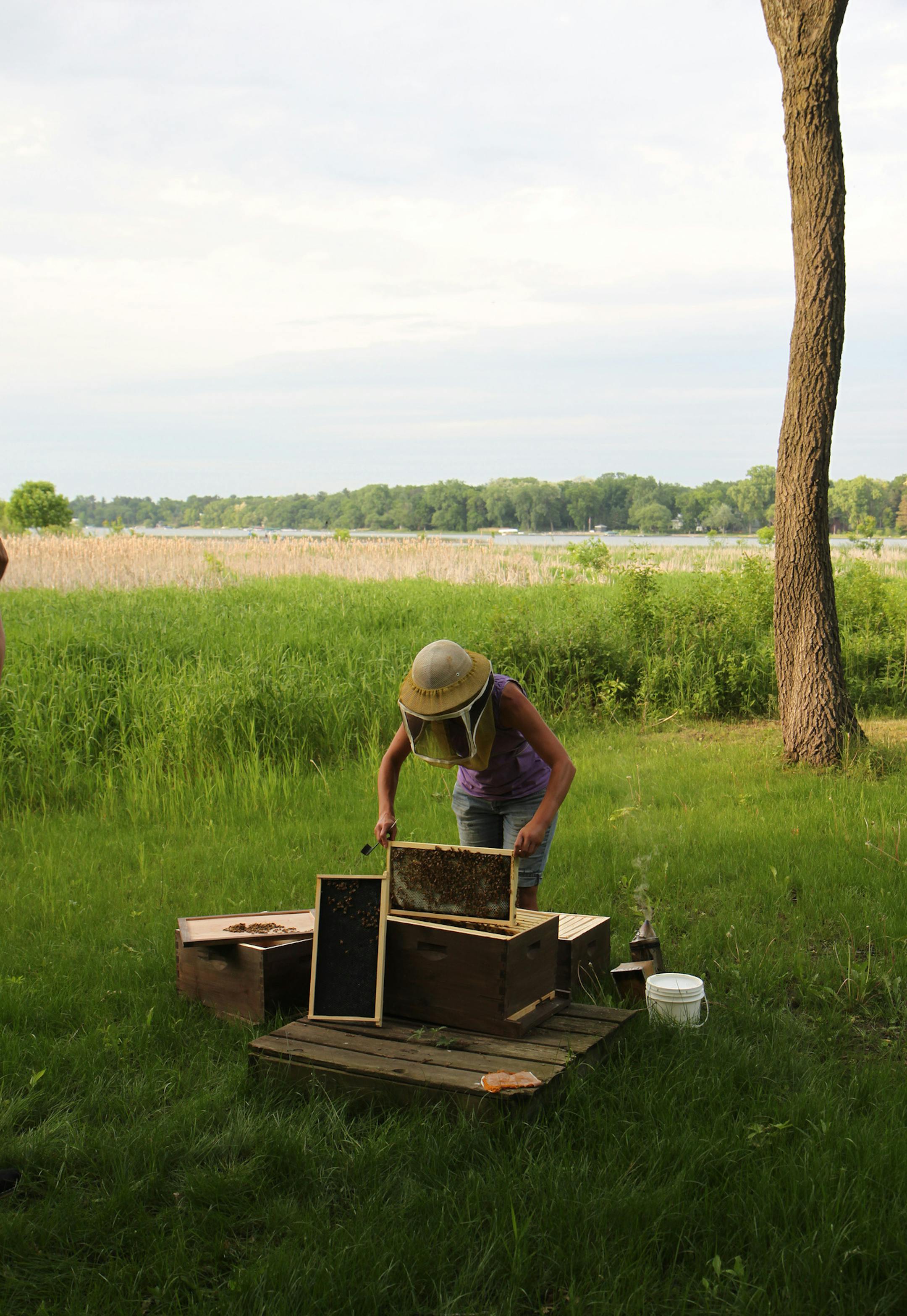 Becky Masterman inspected the frame of a back-yard hive in the Twin Cities.