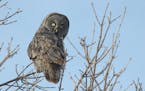 Great gray owl is one of the iconic birds of the Sax Zim bog. Every visitor wants to see one. Success is not guaranteed.
Jim Williams photo