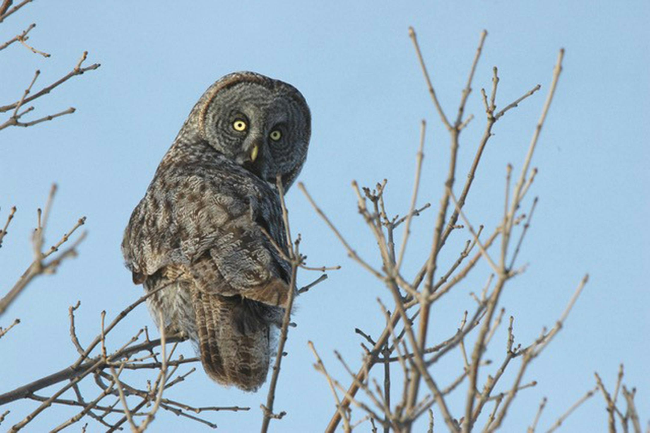 Great gray owl is one of the iconic birds of the Sax Zim bog. Every visitor wants to see one. Success is not guaranteed.
Jim Williams photo
