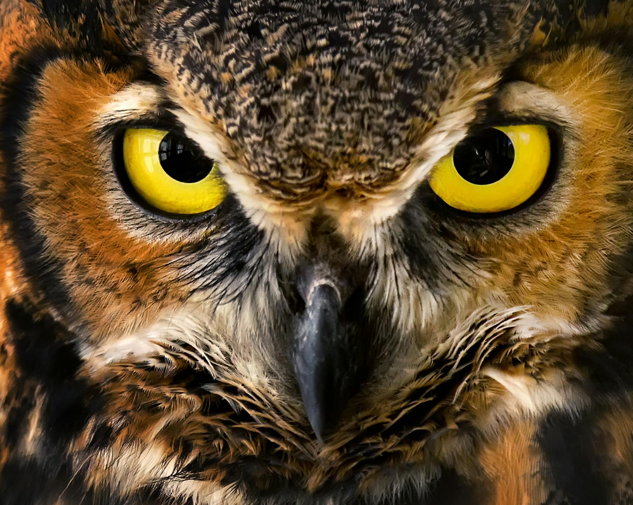 7-month-old Ruby the great horned owl, a future educational ambassador at the International Owl Center in Houston, gives a threatening stare to a visiting photographer. ] Minnesota State of Wonders travel Project - South East Minnesota Bluff Country. BRIAN PETERSON • brian.peterson@startribune.com Winona, MN 10/13/14
