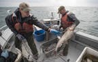 Biologists Keith Reeves, left and Josh Blankenheim pulled lake trout from Lake Superior for close inspection, below, during an annual DNR spring popul