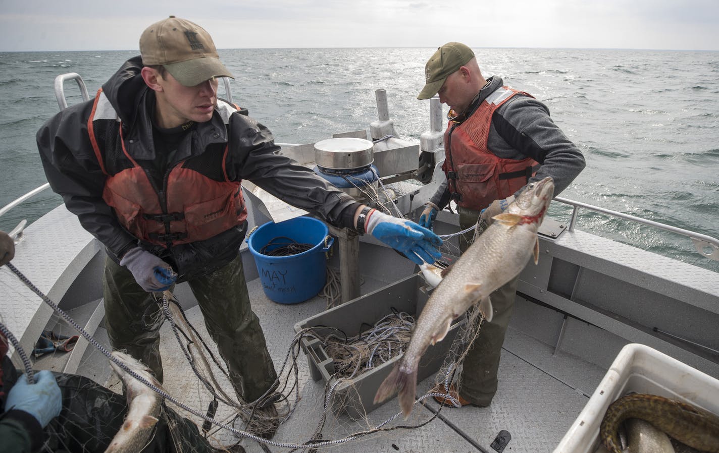 Biologists Keith Reeves, left and Josh Blankenheim pulled lake trout from Lake Superior for close inspection, below, during an annual DNR spring population survey.