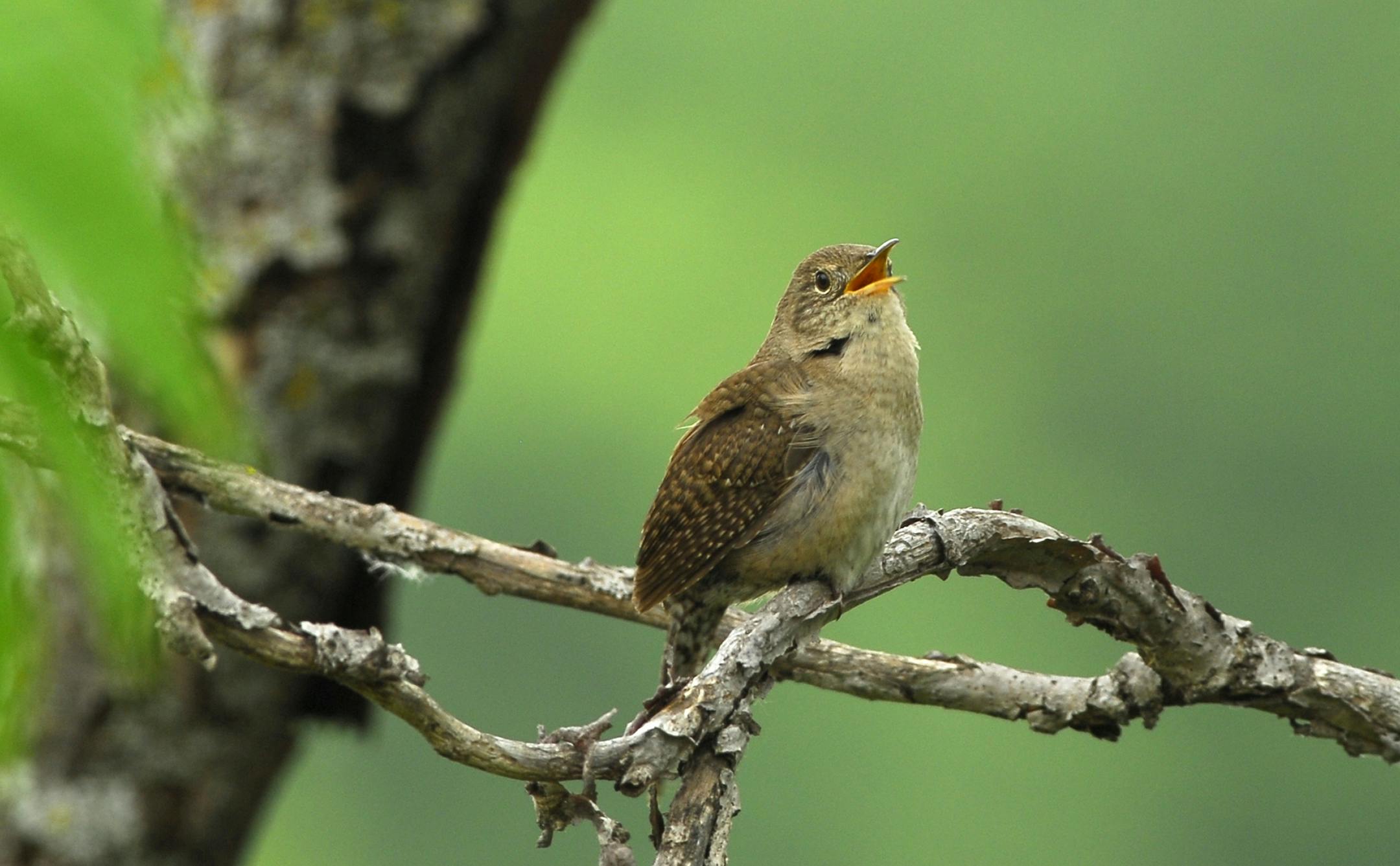 House wren sings. Credit: Jim Williams, Special to the Star Tribune