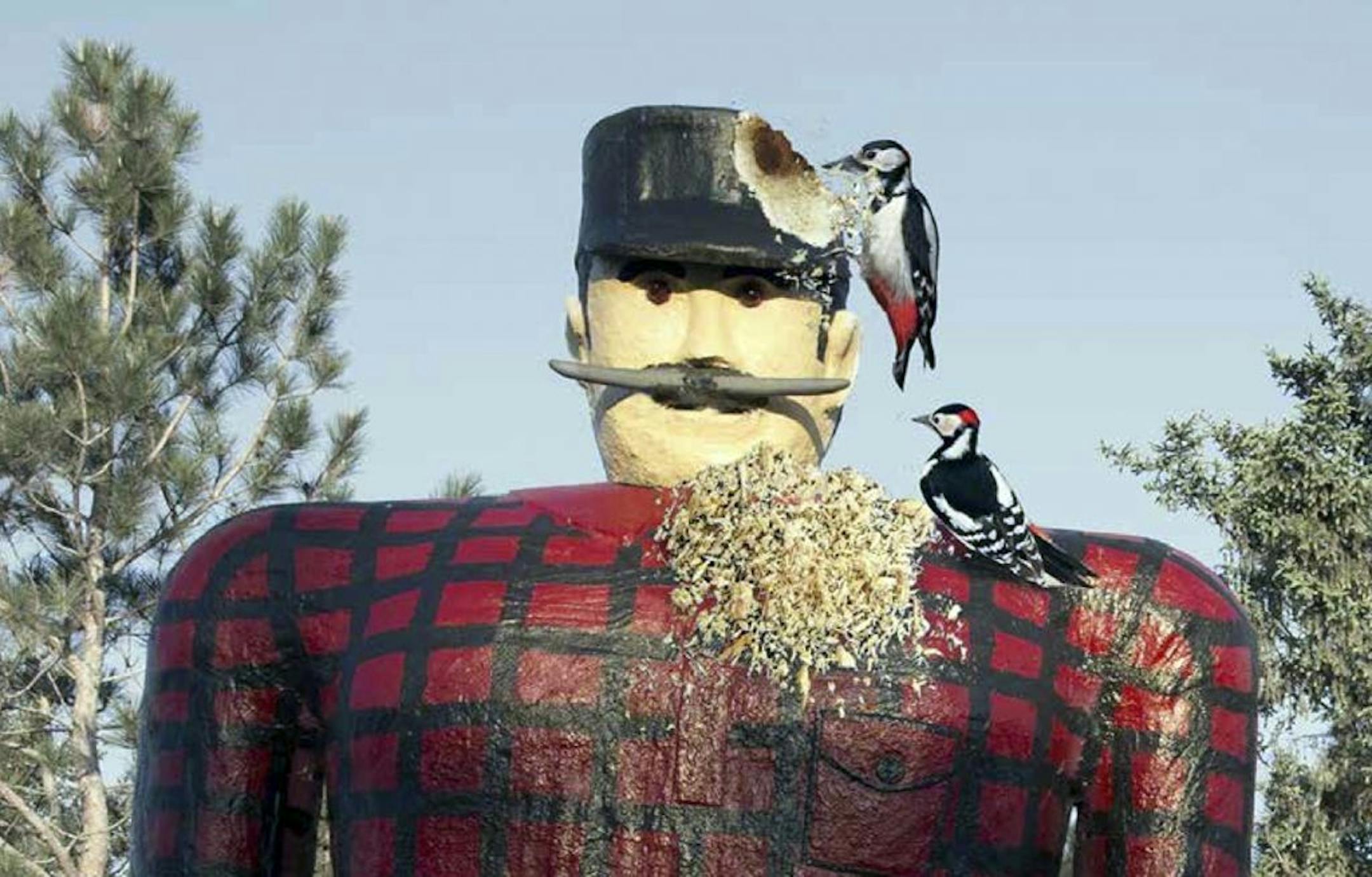 Paul Bunyan is a central figure in the marketing blitz for MNsure.