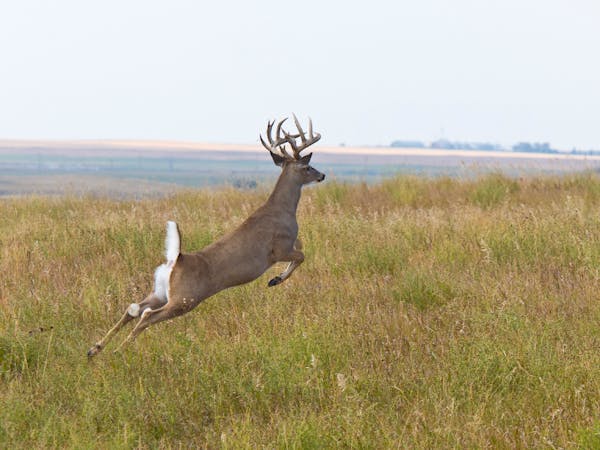 An active fall always includes whitetails