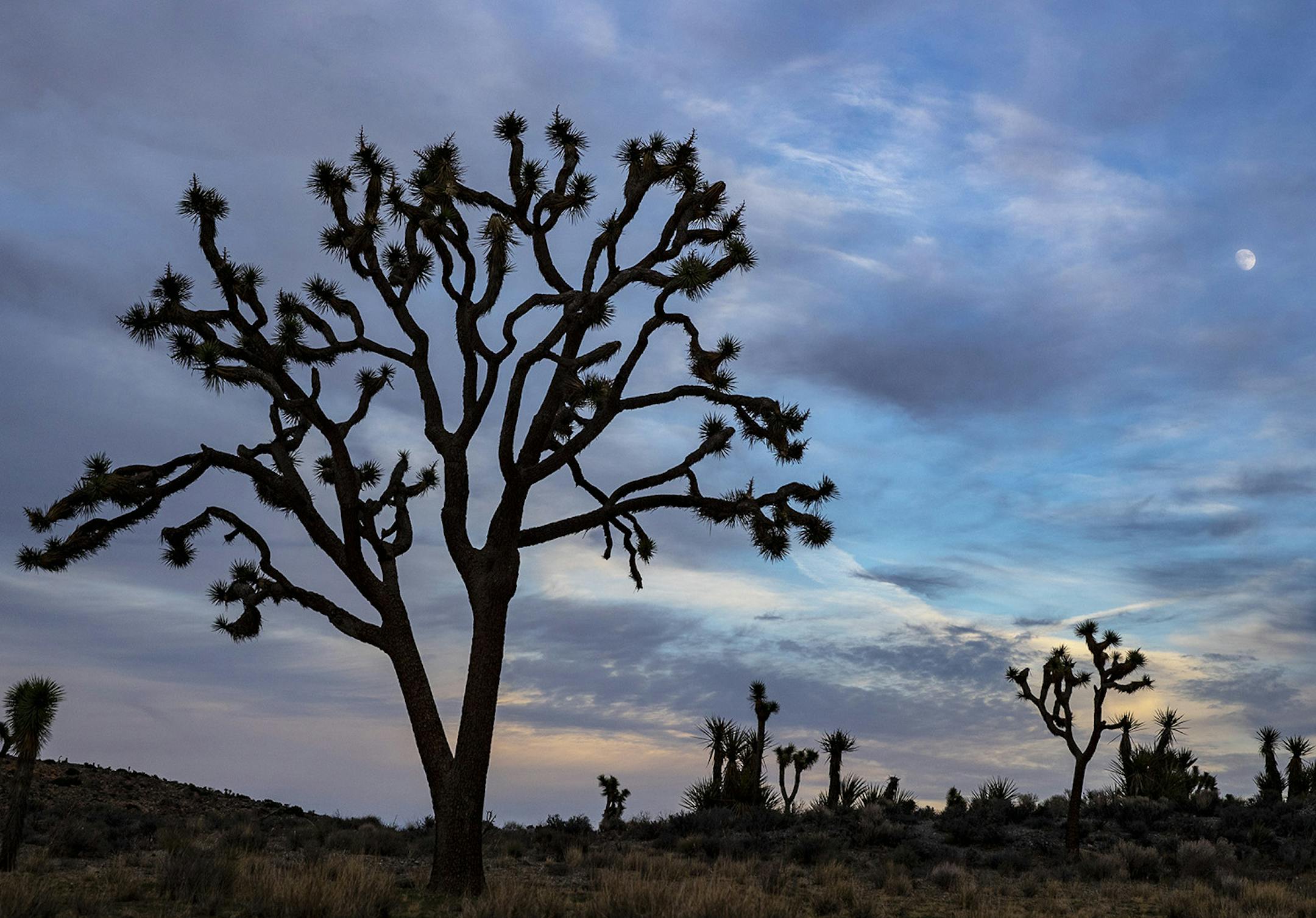 The moon rises over Joshua trees inside Joshua Tree National Park, Calif., on November 19, 2018. (Brian van der Brug/Los Angeles Times/TNS) ORG XMIT: 1269276