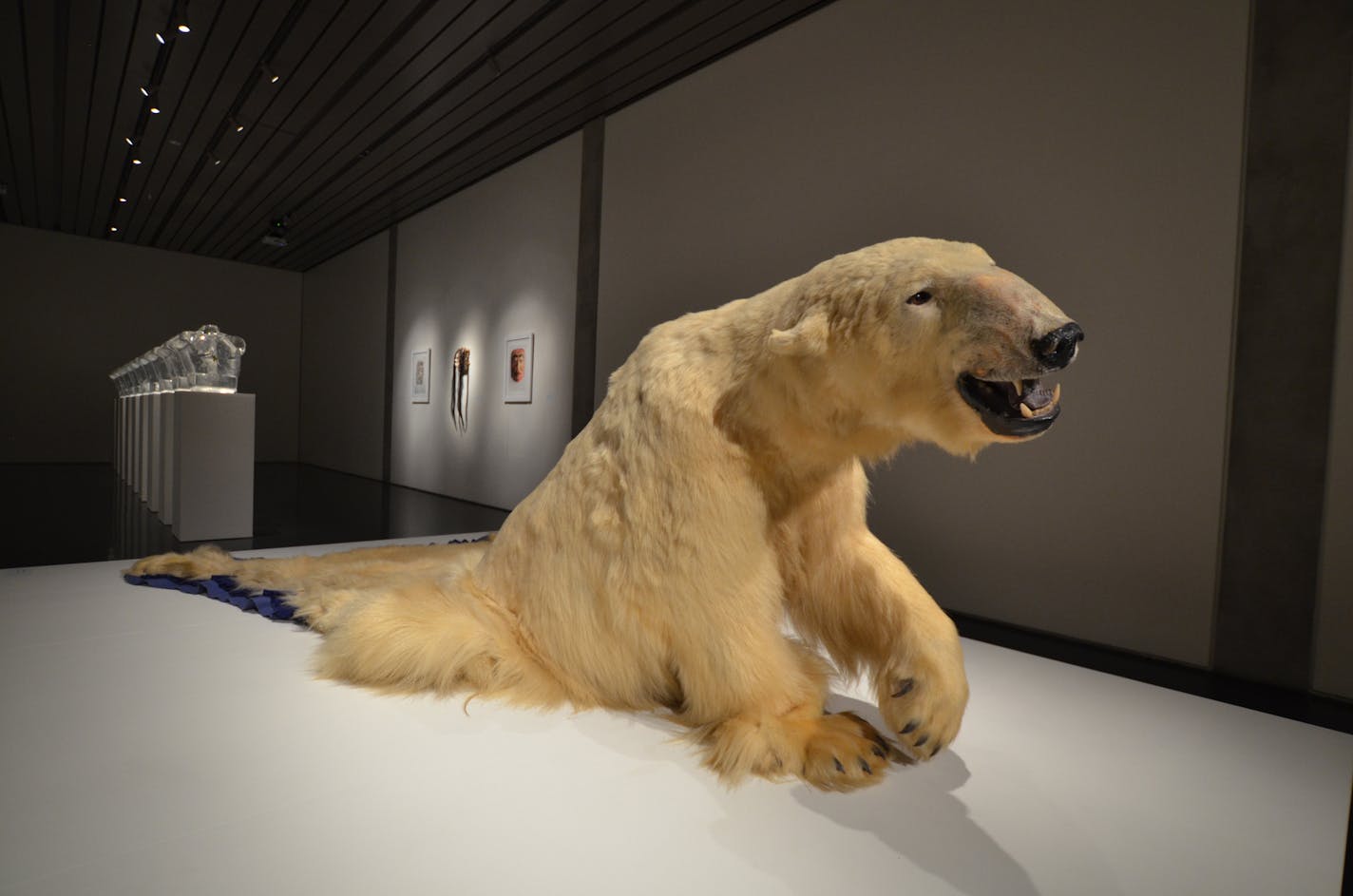 We Dreamt Deaf 2015
10&#x2019; x 7&#x2019; x 3.5" Pedestal 14 x 9 x X
Heard pedestal: 8&#x2019; x 15&#x2019; (3 platforms at 8&#x2019; x 5&#x2019; each)
Honolulu pedestal: 32&#x201d;h x 16&#x2019;l x 10&#x2019;w Wall Label: A taxidermy polar bear (shot in the 1970s in Shishmaref by a sport hunter, the village now being swallowed by a rising sea) melts into trophy form. We Dreamt Deaf is half animal, half rug, fixed in the struggle to survive an unsustainable condition. In this piece, I speak to