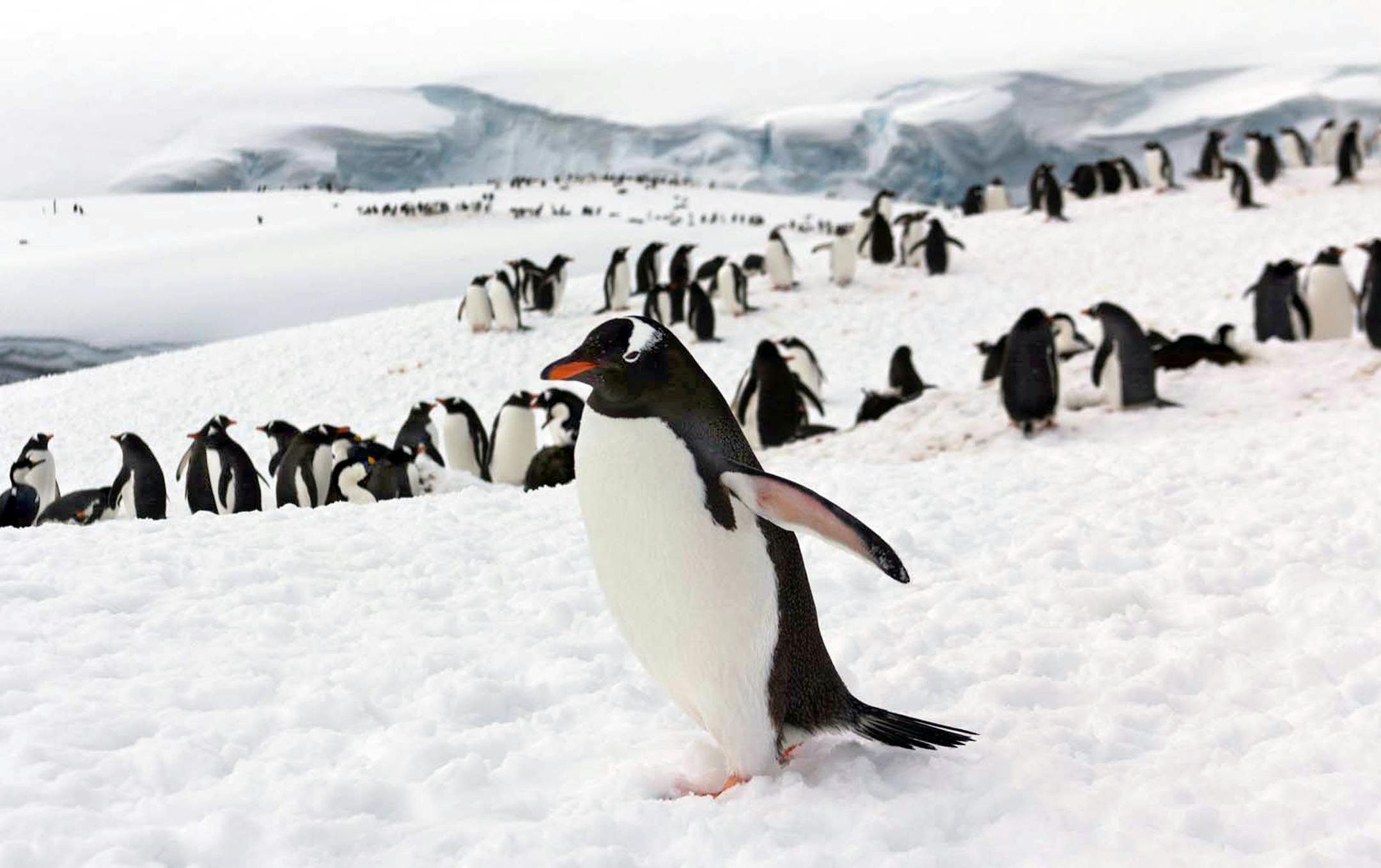 Penguins cover the landscape on Antarctica.