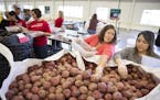 Volunteers Molyka Sour, right, and Jennie Heinze with Wells Fargo sort potatoes for bagging. ] LEILA NAVIDI &#xef; leila.navidi@startribune.com BACKGR
