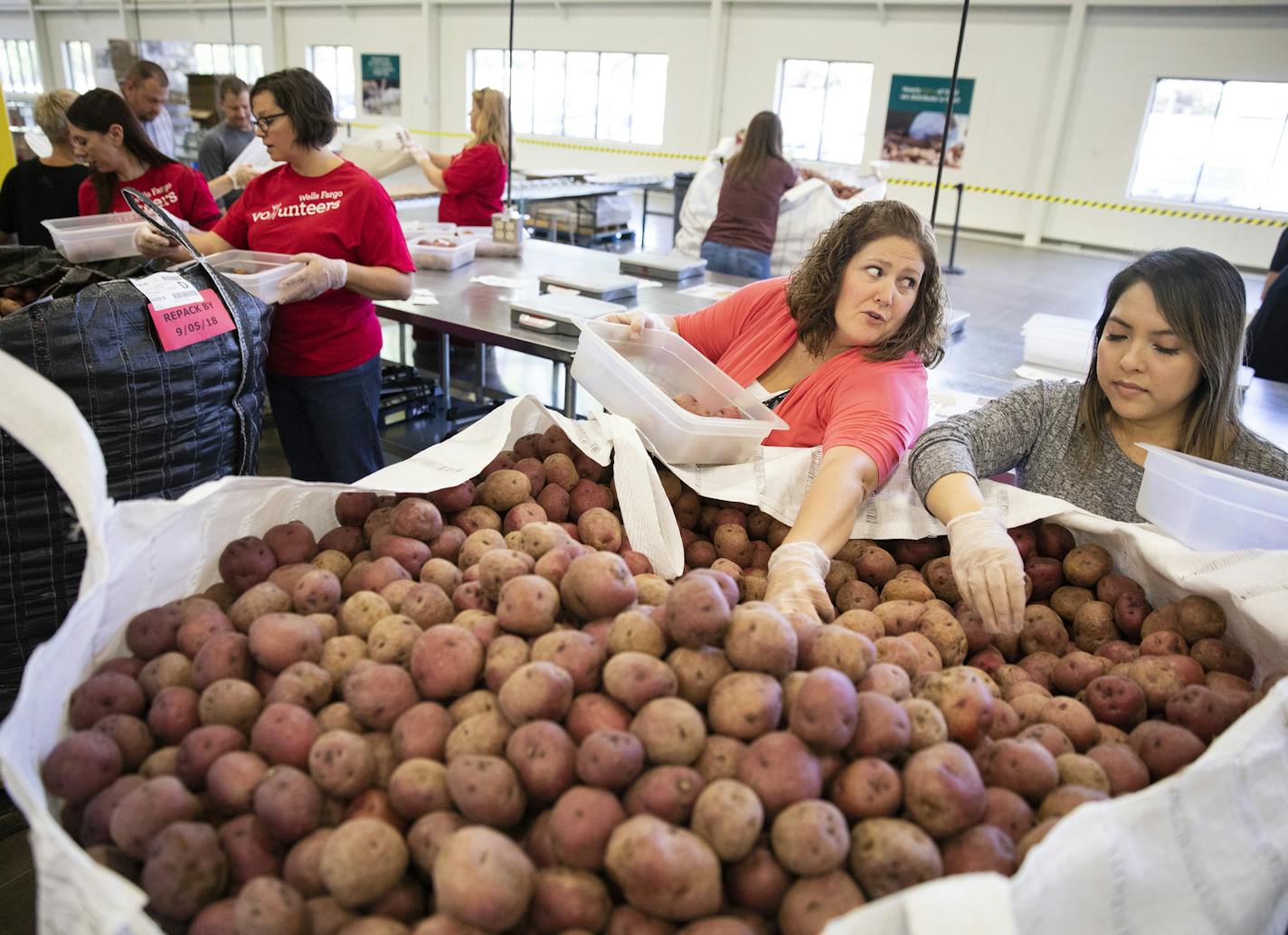 Volunteers Molyka Sour, right, and Jennie Heinze with Wells Fargo sort potatoes for bagging. ] LEILA NAVIDI &#xef; leila.navidi@startribune.com BACKGROUND INFORMATION: Volunteers pack food at the new warehouse location for Second Harvest Heartland on Friday, September 7, 2018. Second Harvest Heartland received $18 million in bonding to open a larger warehouse in Brooklyn Park with more refrigeration for fresh foods. They'll also host more volunteer events. We check in on their ambitious move.