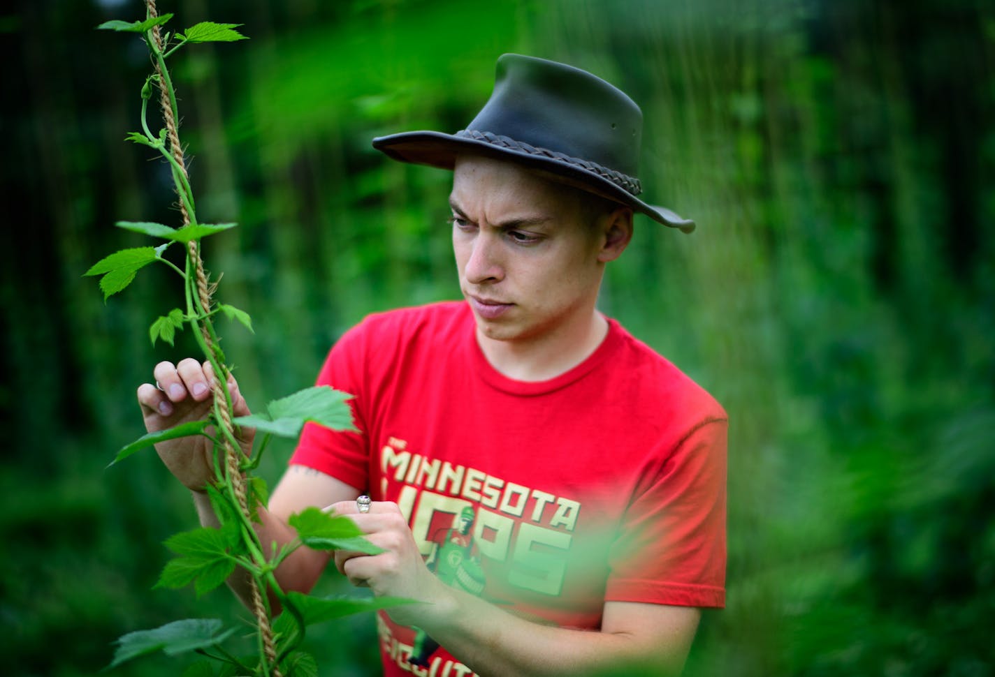 Eric Sannerud checked a hop vine, freeing a shoot that was stuck behind others. ] GLEN STUBBE * gstubbe@startribune.com Monday, June 13, 2016, Eric Sannerud and Ben Boo are cofounders of Mighty Axe Hops. Minnesota's booming craft beer industry has created a huge demand for hops, an ingredient that provides bitter, citric or zesty flavors. Brewers are increasingly interested in local sources of hops, which grow on tall vines and are harvested in mid-August. One entrepreneur who planted his first