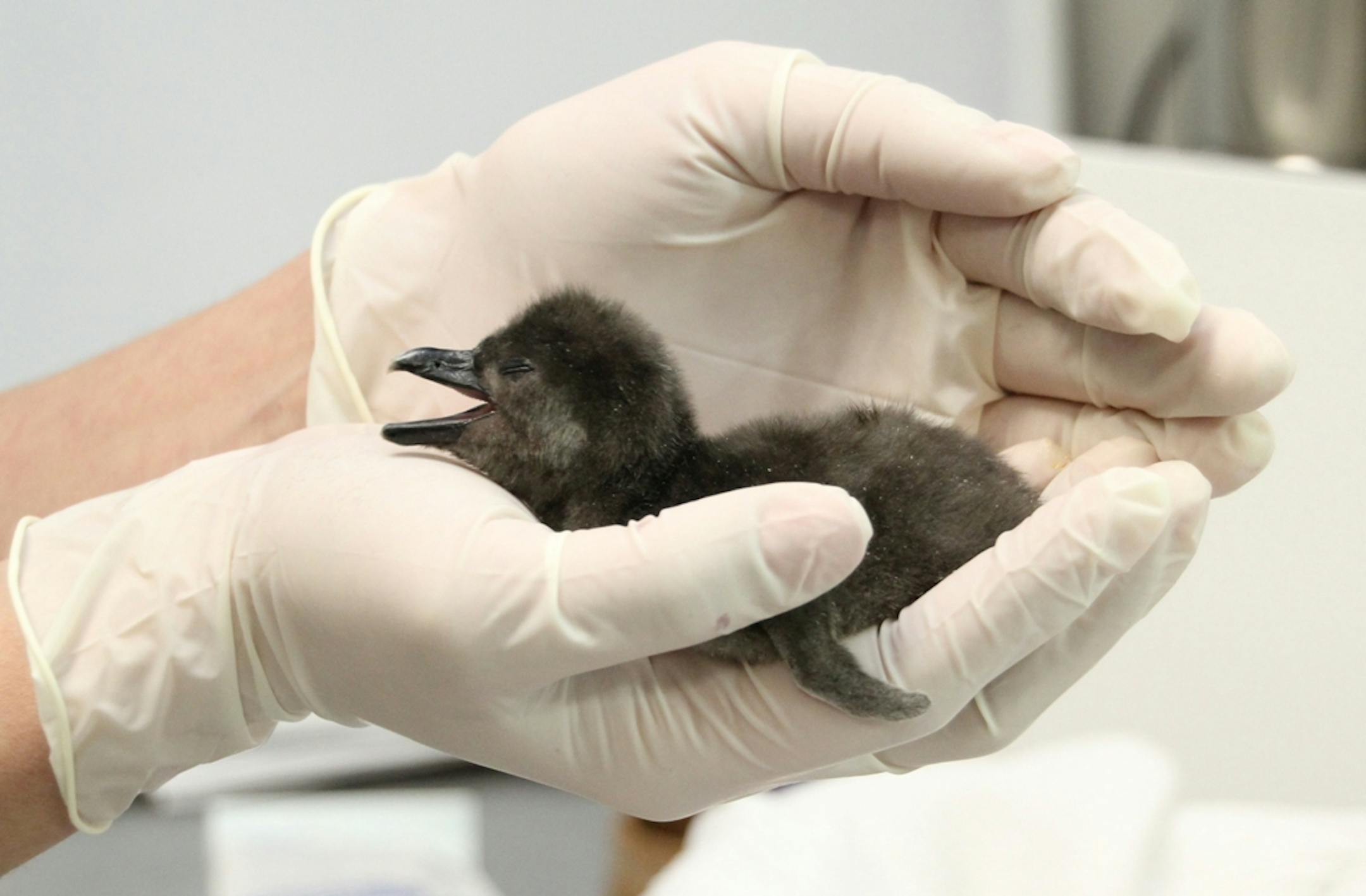 An endangered African penguin chick has been hatched at the Minnesota Zoo, a first for the speciesí exhibit since it opened in 2011. Photo courtesy Minnesota Zoo.