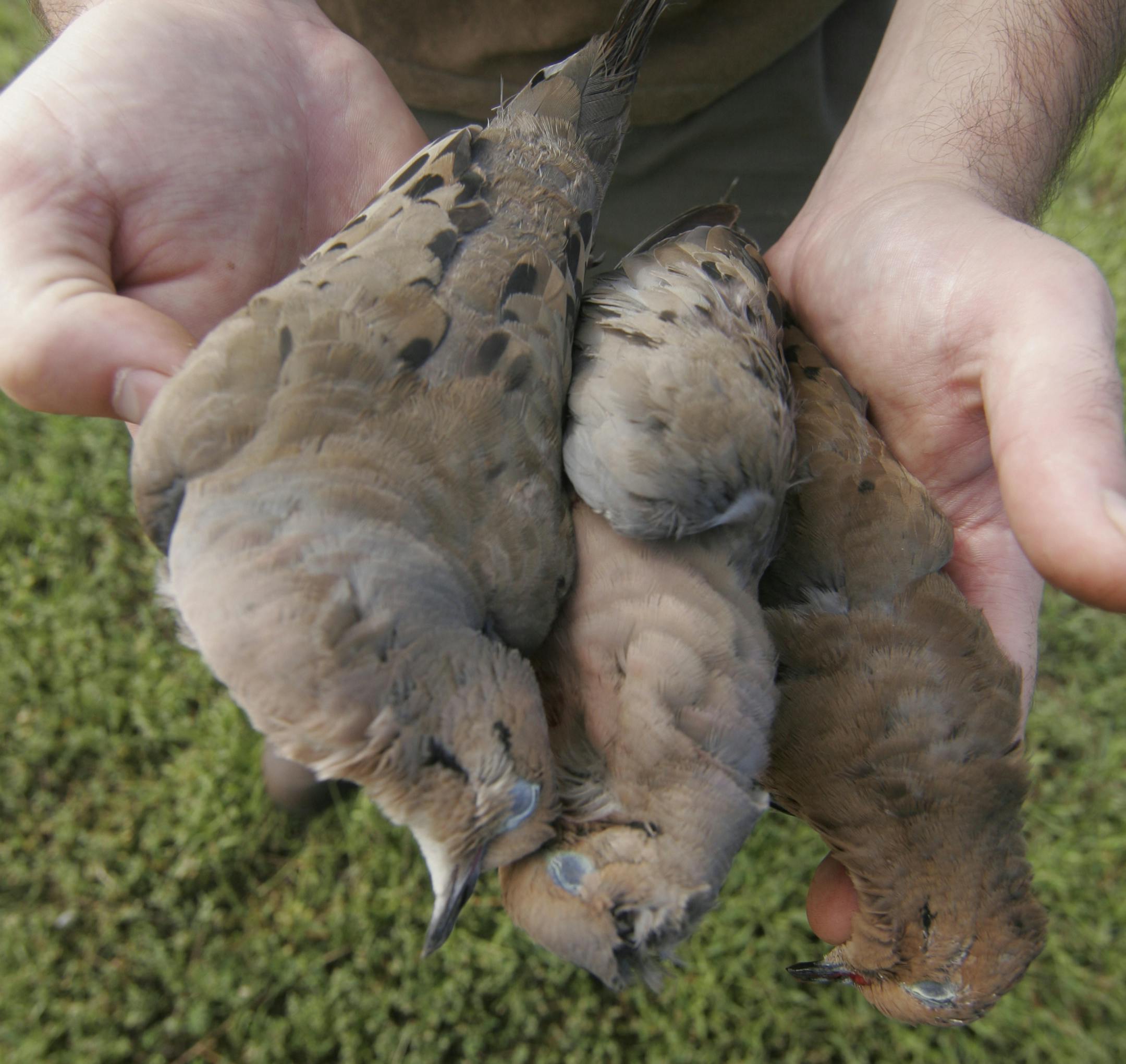 Three mourning doves bagged during Minnesota's 2014 dove opener. The daily limit is 15 doves.
