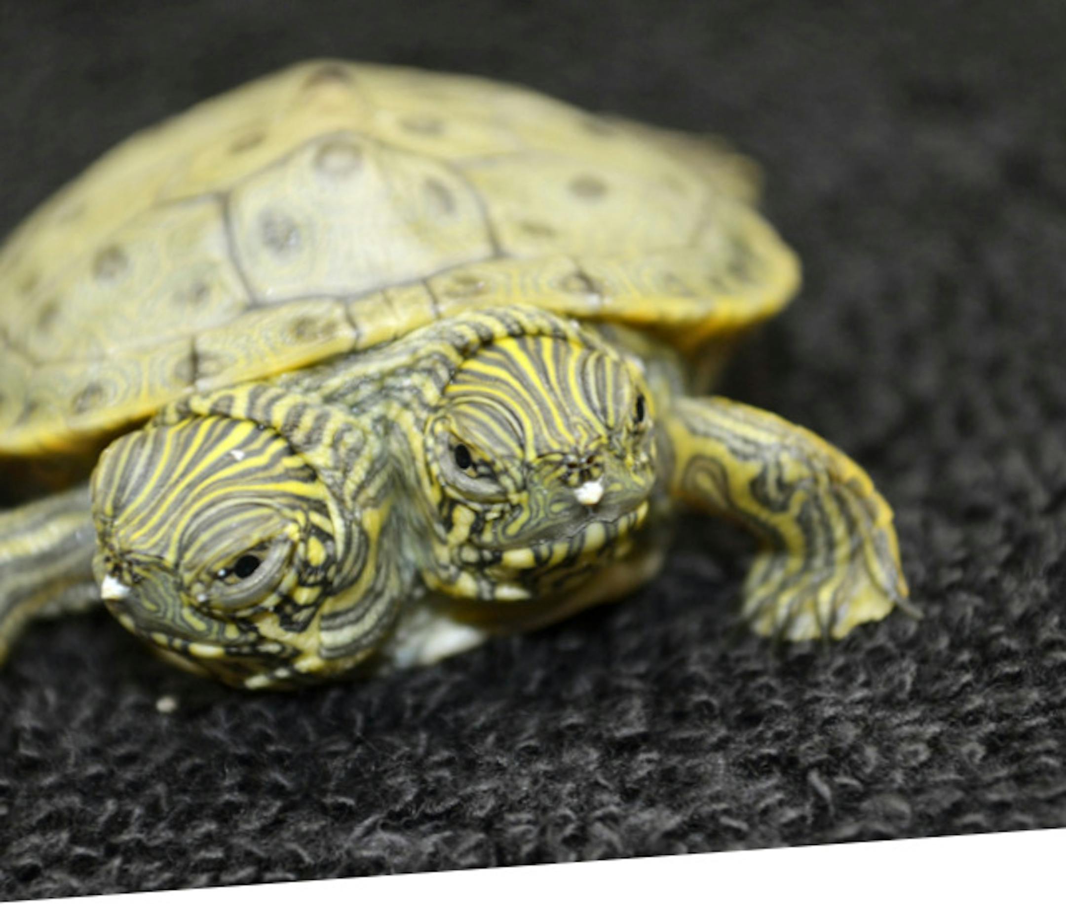 FILE- This undated file photo provided by the San Antonio Zoo on June 25, 2013, shows Thelma and Louise, a two-headed Texas cooter turtle. The two-headed turtle born last month at the San Antonio Zoo has become so popular that she has her own Facebook page that on Sunday, July 28, 2013, showed photos of the reptile and imaginary conversations between the two heads. (AP Photo/San Antonio Zoo, File)